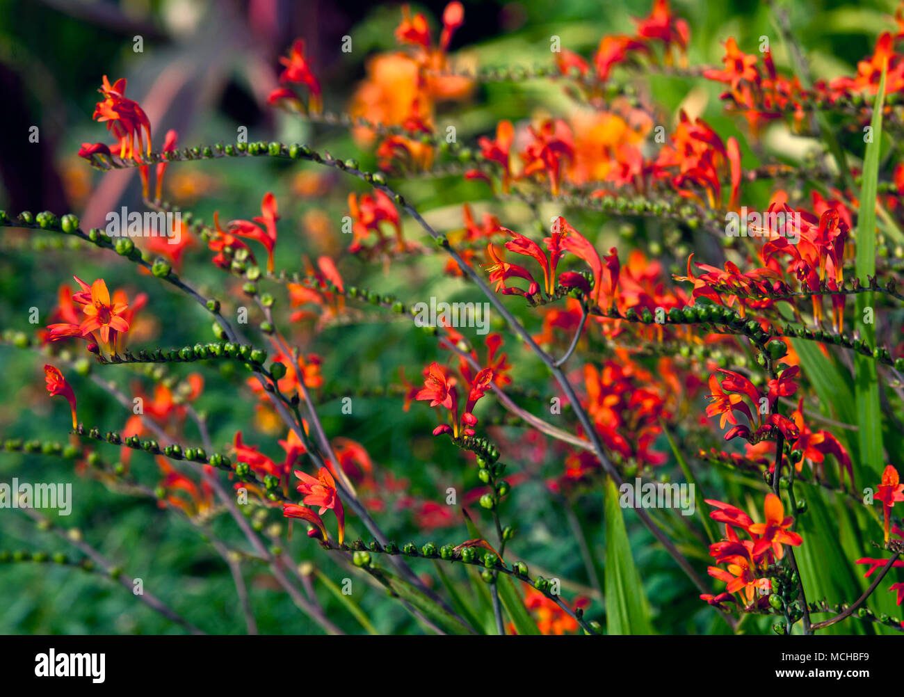 Bourton Haus Garden,Bourton-0n-the-Hill,Moreton-in-Marsh,Gloucestershire GL56 9AE: Crocosmia-Eldorado Stockfoto