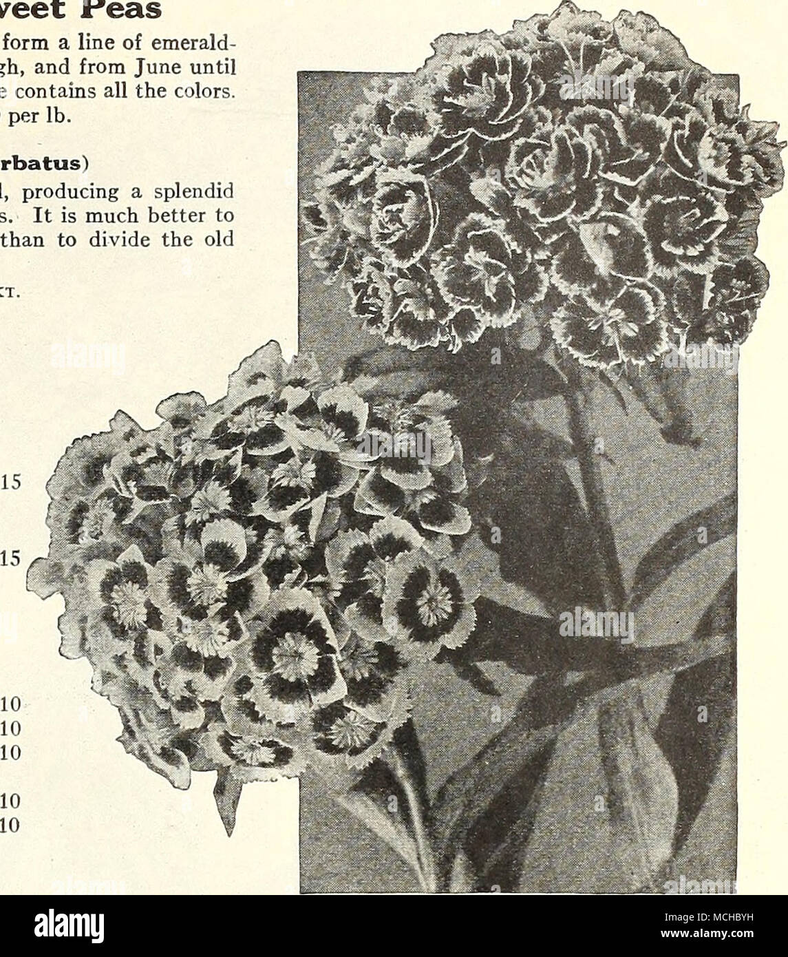 . Msr* SfcSsiv IST* *M Süße Rakete Double und Single Sweet William Sweet William pro Pck. 2342 Latifolius Atro-coccineus, Fl. PI. {Everblooming Hybrid süße Wil- Liam). Eine brillante Crimson scarlet va-riety, die sehr wirkungsvoll ist in jedem Po-sition, und eine der besten Stauden in der Liste; lllustrat-in Farben ed auf der gegenüberliegenden Seite 56. Ich oz, 50 cts 0 $ 15 Stokesia (kornblume Aster) 4051 Cyanea. Ein Beau-tiful Hardy peren - Nial. Die Pflanze wächst über 24 Zoll hoch, jedes Lager vom 20. bis 30 stattlichen laven-der-blaue Kornblume - wie Blüten, blüht von Juli bis zum Frost. Eine der Cho Stockfoto