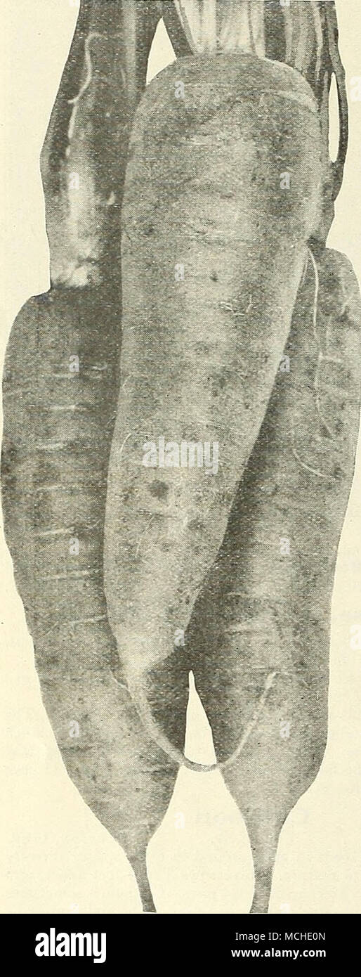 . Danver's halb-langen Orange Karotte HI Chantenay. Es ist stumpf - verwurzelt und leicht konisch nach unten und die Haut ist sehr glatt, orange-rote Farbe, wodurch es sehr attraktiv aussehen. Die Qualität ist ausgezeichnet, sehr knackige, zarte und einer extra feinen Geschmack. Pkt., 10 cts.; Oz.. 20 cts.: lb, 50 cts.; lb.. SI.50. 234 Half-Long Danver's Orange. Stärker gewachsen als Arty. Der Reiche orange-rote Farbe, glatt und schön. Die Wurzeln zu einem stumpfen Punktkegel; Fleisch, süss, frisch und zart. Produziert mehr an den Morgen als die größeren, mehr Sorten. Pkt Stockfoto