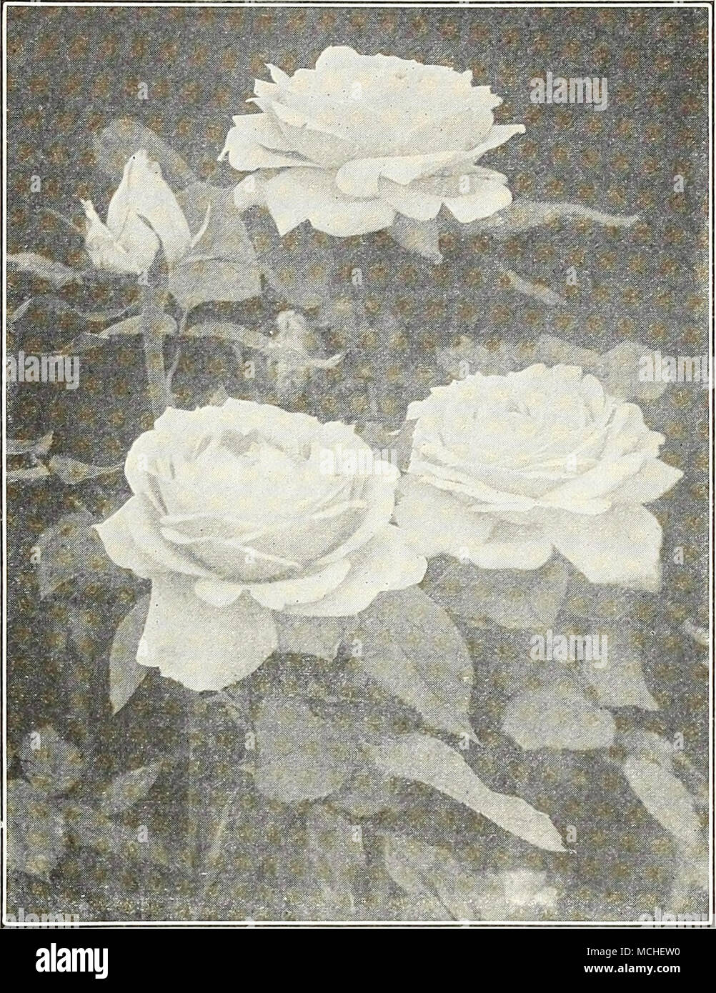 . Helle Carmine - Rose, eine schöne Rose von einer großartigen Rose, der blass, samtig-rose; Anna de Diesbach. groß. Baroness Rothschild. sehr groß. Candeur LyonaiS. Eine sehr große weiße mit nur ein schwaches Farbton gelb. Clio. Herrlich samtig-Fleisch mit tiefen Zentrum; die Blüten sind groß, kugelförmig und auf langen Stielen getragen. 'Frau Karl Druschki. Dies ist der ideale Hardy weiße Rose, reine Farbe, perfekt in Form, starke Anbauer und bemerkenswert frei - Blüte; in jeder Hinsicht hervorragend. Allgemeine Jacqueminot. Brillante Scarlet - Crimson; ein alter Favorit und eines der am besten bekannten Rosen im Anbau; tut gut jeder Stockfoto