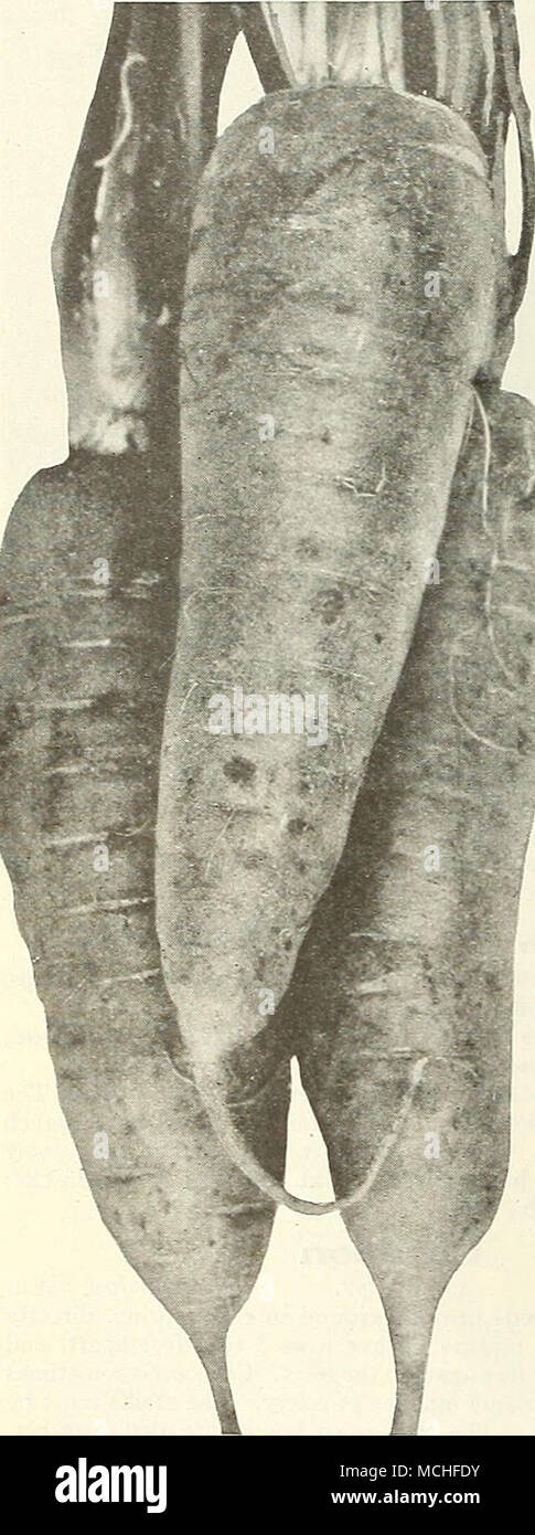 . Danver's halb-langen Orange Karotte 232 Chantenay. Es ist stumpf - verwurzelt und leicht konischen auf der Unterseite und die Haut sehr glatt, orange-rote Farbe, wodurch es sehr attraktiv aussehen. Die Qualität ist ausgezeichnet, sehr knackige, zarte und einer extra feinen Geschmack. Pkt., 10 cts.; Oz, 20 cts.; ich Lb, 50 cts.; lb., $ 1,50. 234 Half-Long Danver's Orange. Mehr extensiv angebaut als jede andere. Der Reiche orange-rote Farbe, glatt und Hand - einige. Die Wurzeln zu einem stumpfen Punktkegel; Fleisch, süss, frisch und zart. Produziert mehr an den Morgen als die größeren, mehr Sorten. Stockfoto