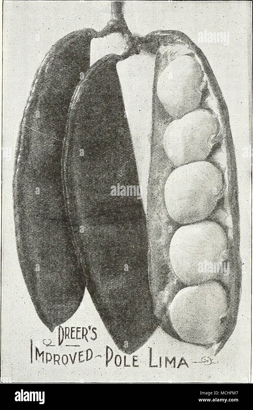 . Kentucky Wunder x Pole sind überaus Rang Züchter, Lager besonders schwerem Erntegut. Pkt., 10 cts., post-paid; ich Lb, 20 cts.; lb, 35 cts.; 2 lbs, 65 cts., 10 lbs., $ 3,00. 129 Lazy's Frau. Eine späte Sorte, ausgezeichnet für Snap-Shorts oder ohne Schale. Pods ca. 6 Zoll lang und mit dicken, fleischigen und feinen Geschmack. Die sehr produktiven Charakter dieser Sorte erste erwarb seinen eher irreführenden Namen. Man kann eine große Verwirrung innerhalb kurzer Zeit sammeln. Pkt., 10 cts., Postpaid; J lb, 25 cts.; lb, 40 cts.; 2 lbs, 75 cts., 10 lbs., $ 3.25. 132 weißen Creaseback, oder am Besten von allen. Früh, produktiv, einen Stockfoto