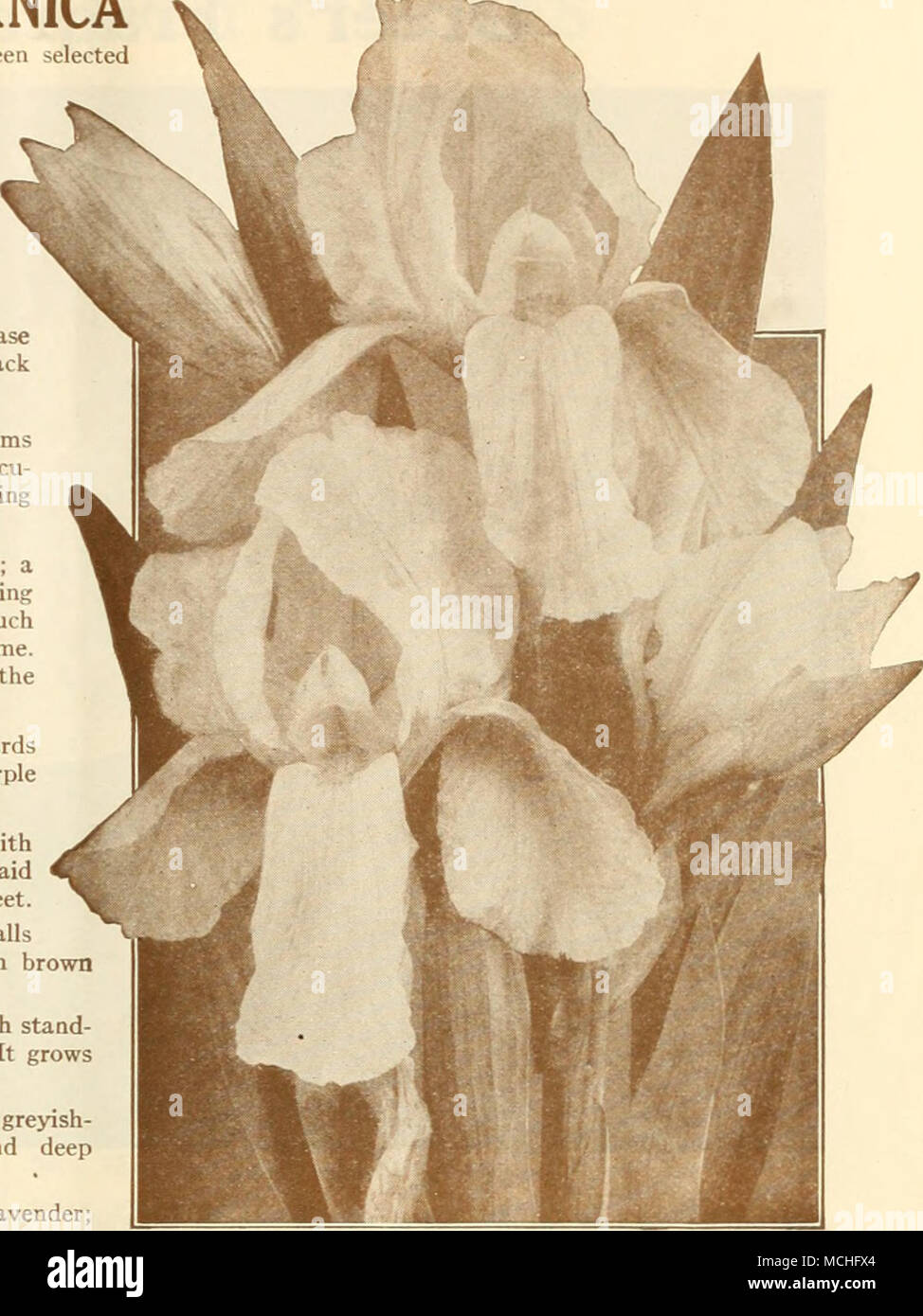 . Goldgelb Deutsche Iris Sherwin-Wright Parisiana. Standards der Chinesischen - iolet Shot mit Weißen in der Mitte; fällt Weiß vernetztem und mit Chinesischen beschmutzt - Violett an Kanten; Höhe 30 cm. Preis. Eine der oben genannten; 50 cts. Jedes; $ 5,00 pro dtz.; $ 35.00 pro 100. Der Satz von 12 Sorten für $ 5,00 - Prosper Laugier. Eine einzigartige Vielfalt mit leuchtenden Bronzy - graubraun gefärbt; die Fälle eine reiche samtig schwärzlich braun mit Braun und Gelb pencilings reticulations, die an der Basis arbeiten und goldenen Bart; sehr frei. Höhe 2 Ich Füße. Sieben hervorragende IRIS GERMANICA eine herrliche Sammlung von beliebten neuere Sorten wit Stockfoto