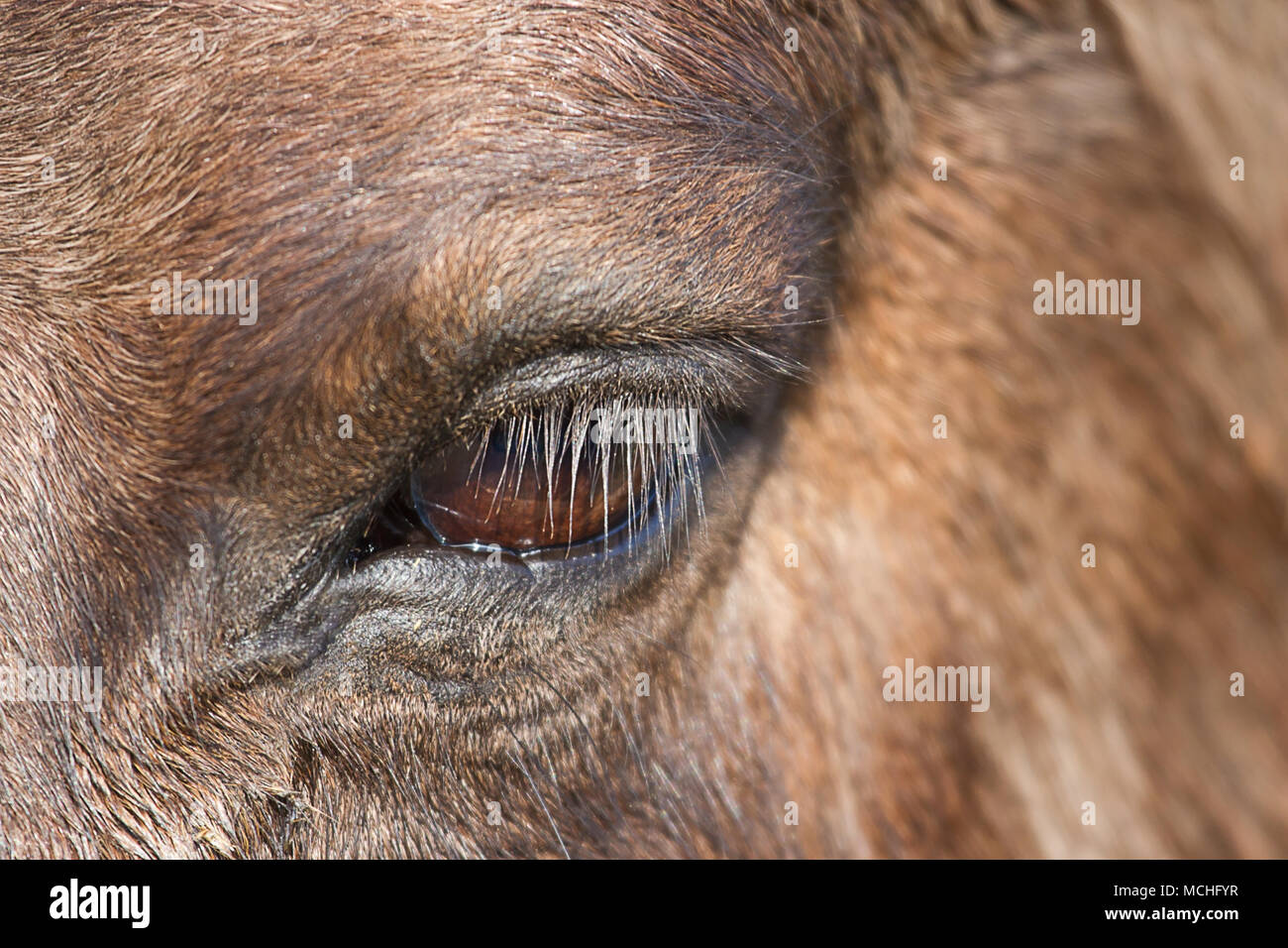 Nahaufnahme Studie eines Konik Wildpferde Auge Stockfoto