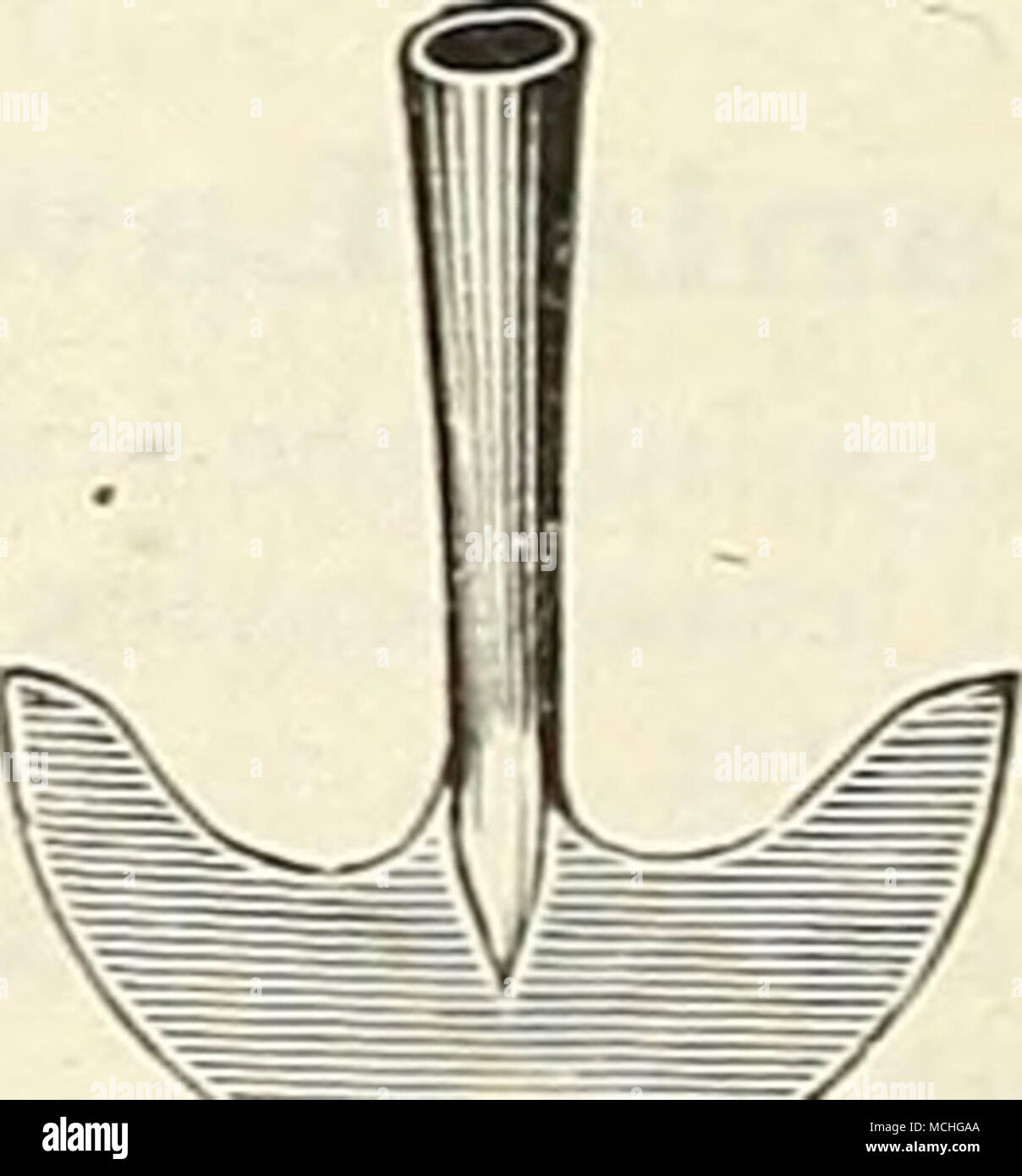 . Kabel Ha&gt;. "Gin" g B. asket Gras Bekanten Messer G.. rde. n Haspel Gras Bekanten Messer. Mit geraden Griffen, Englisch, 9 in., $ 2,25; Amerikanische, 9 in 1 $ 25 American, D behandelt 1 50 Gras Haken oder Sicheln. Englisch, genietet, zurück. Nr. 2, 90 cts.; Nr. 3, 95 cts.; Nr. 4, $ 1,00; soHd 70 Little Giant, 60 cts.; Dreer 60 hängende Körbe. Verzinkter Draht. Sünde., 30 cts., 10 in. 40 cts., 12 in., 60 cts.; 14 in.. 70 cts.; 16 in 90 Stockfoto