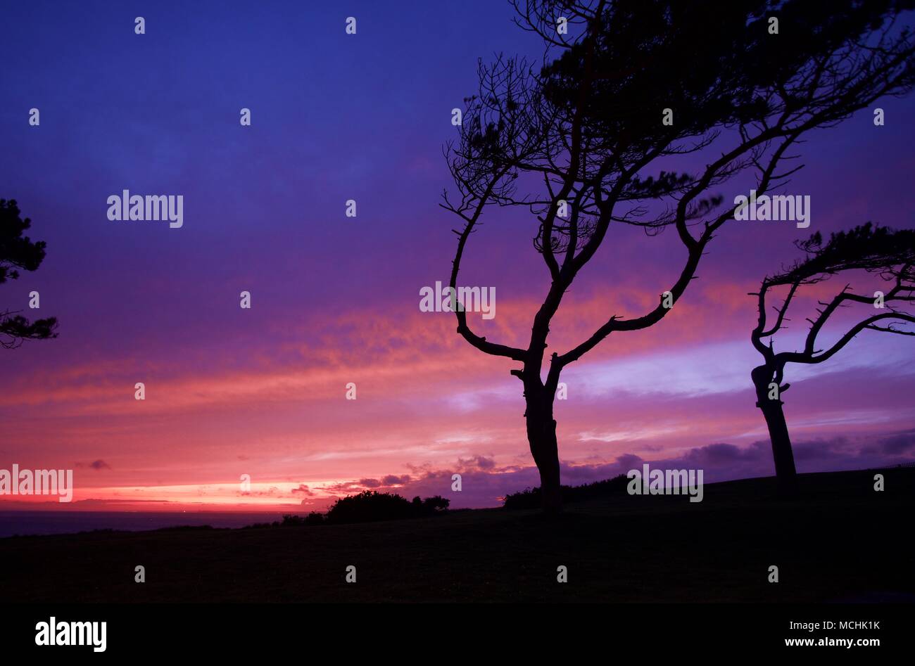 Sonnenuntergang mit Scots Pine Bäume, die von der vorherrschenden Westwinden auf den Klippen in der Nähe von Linstone Chine Colwell Bay Isle of Wight UK verbogen wurden. Stockfoto