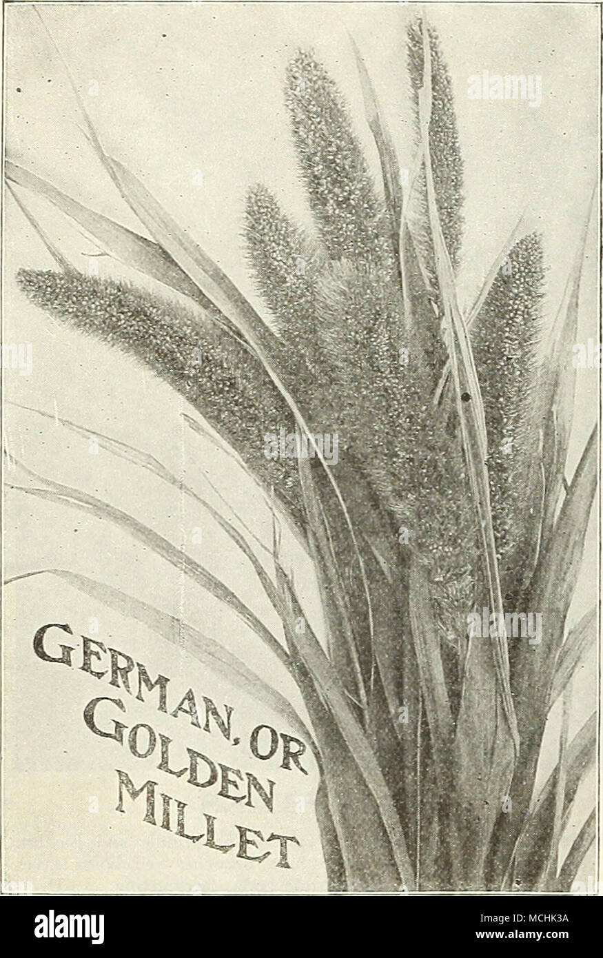 . Sorghum, oder frühen Amber Zuckerrohr. Dies ist die Sorghum der nördlichen Staaten, und macht die beste Qualität Sirup. Es ist die früheste und produktivsten Abwechslung und ist auch exceDent für Futter, wie Lager aller Art wie es und kann zwei oder drei Mal geschnitten werden, stooling nach jedem Schneiden dicker. Höhe, 10 bis 12 Fuß. Sow 5 lbs in Übungen, oder 75 lbs Broadcast nach Acre. Lb.. 30 cts., Postpaid. Durch ausdrückliche oder Fracht, auf Kosten des Bestellers, 5 lbs, 75 cts.; 50 lbs. S 6,00. Johnson Gras oder Sorghum halepense. Eine südliche Futterpflanzen, wächst zu einer Höhe von 30 Zoll. Pro lb, 50 cts., p Stockfoto