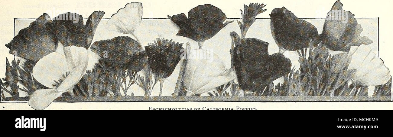 . ESCHSCHOLTZIAS ODER CALIFORNIA PoPPIES ESCHSCHOLrT^ ICH EINE (Kalifornischer Mohn. Gold Cups) Sehr attraktive Jahrbücher für Betten, Kanten oder Massen; ausgiebige - Blühende, fein geschnitten, glaucous Laub; in der Blüte von Juni bis Frost; tlie Golden sortiert und die blauen Larkspur oder Kornblume bilden eine schöne Kombination, entweder im Garten oder beim Schneiden; 1 Fuß. (Siehe .) pro PKr. 2423 Callfornica Aurantiaca. Reiche goldene orange. Pro Unze., 40 cts n2424 Caniculata Rosea. Weiche Fleisch - Rosa, Blütenblätter geriffelt oder Gecrimpt. Pro Unze., 50 cts 5 2425 Crimson King. Reich Carmine - Crimson; eine zusätzliche Belastung wählen. Pro^Oz, 25 cts 10 243 Stockfoto