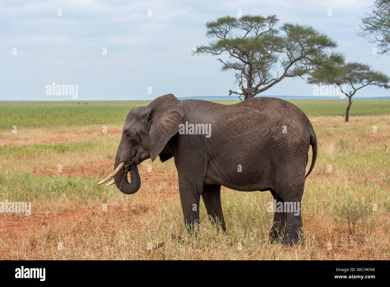 Afrikanischer Elefant (LOXODONTA AFRICANA) ständigen Breitseite, Tarangire Nationalpark, Tansania Stockfoto