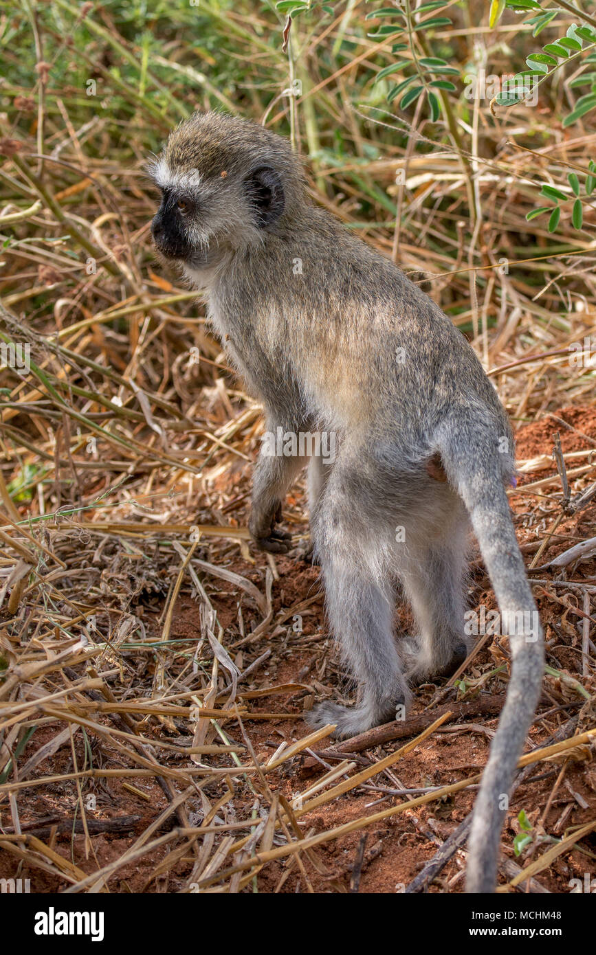 Nahaufnahme der MEERKATZE (CHLOROCEBUS PYGERYTHRUS) STEHEN IN GRAS, Tarangire Nationalpark, Tansania Stockfoto