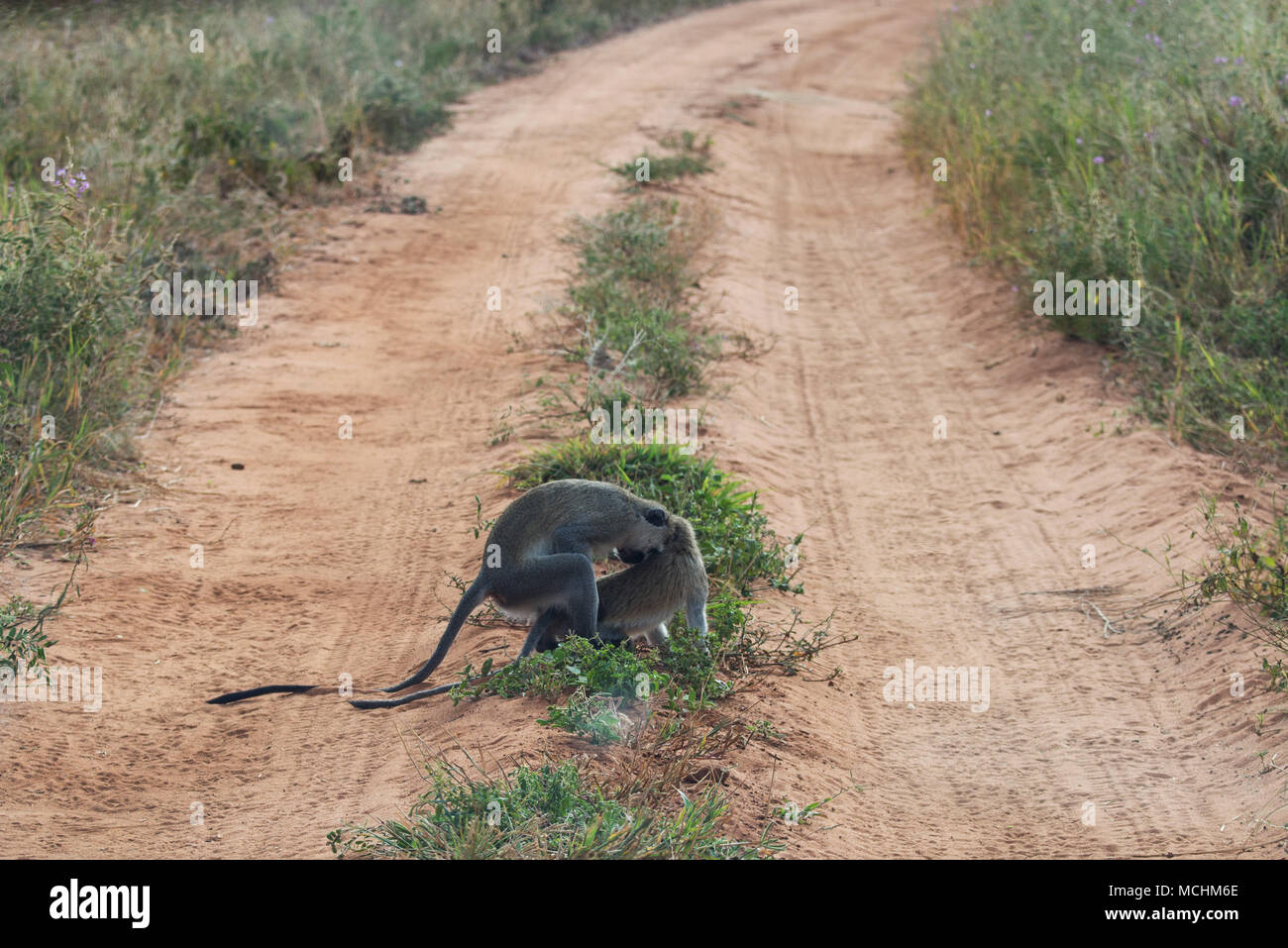 Grüne Meerkatzen (CHLOROCEBUS PYGERYTHRUS) Paaren auf afrikanischen Fahrbahn, Tarangire Nationalpark, Tansania Stockfoto