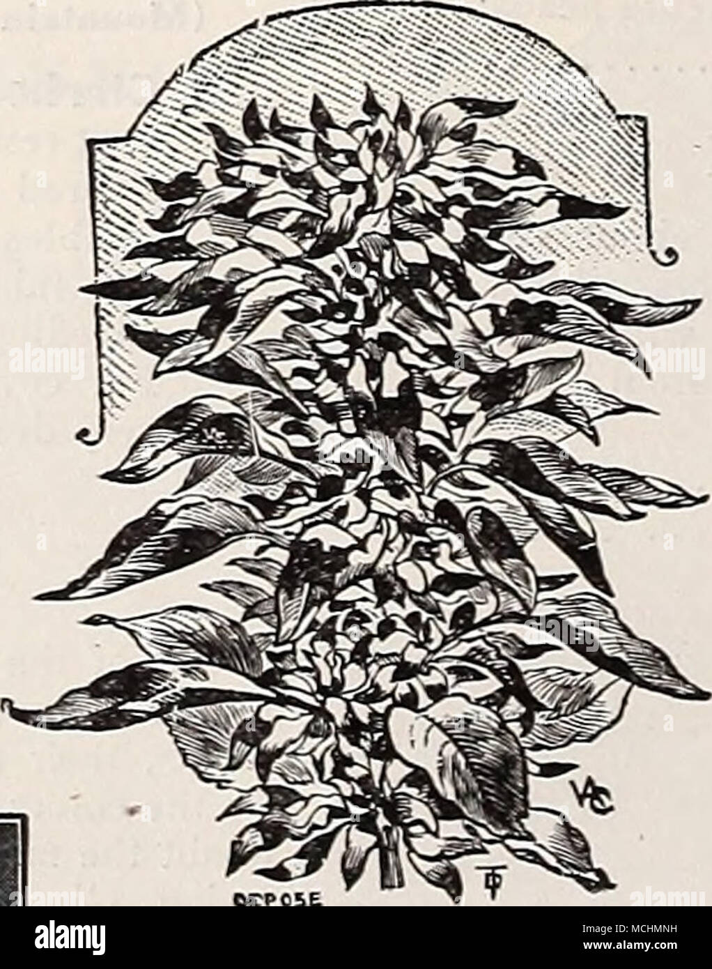 . Eine BOKDHR von Al'S? um LlTTLH Juwel AMPEI^ OPSIS (Boston, oder Japanischen Efeu) PBB PKT. 1131 Veitchl. Eine robuste Mehrjährige Kletterpflanze, mit Oliv-grüne Blätter, die zu Scarlet im Herbst drehen. Die besten und beliebtesten Kletterpflanze für Ziegel- oder Steinmauern. Pro Unze., 50 cts. 10 Amaranthus Tricolor Agrostbuma Coronaria (ANCHUSA Capensis Alkanet) 1137{Kap Vergessen-7 ne - nicht). Eine feine frei wachsende jährliche Reihe ca. 18 cm hoch, mit Sprays von schönen Forget-me-not blaue Blüten, blüht den ganzen Sommer. J oz., 25' cts. .. 10 1138 Italica Dropmore Vielfalt. Eine der besten Stauden und mehr kommen werden. Stockfoto
