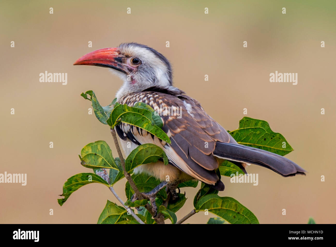 RED-BILLED HORNBILL (TOCKUS SP.) thront auf TREE TOP, Tarangire Nationalpark, Tansania Stockfoto