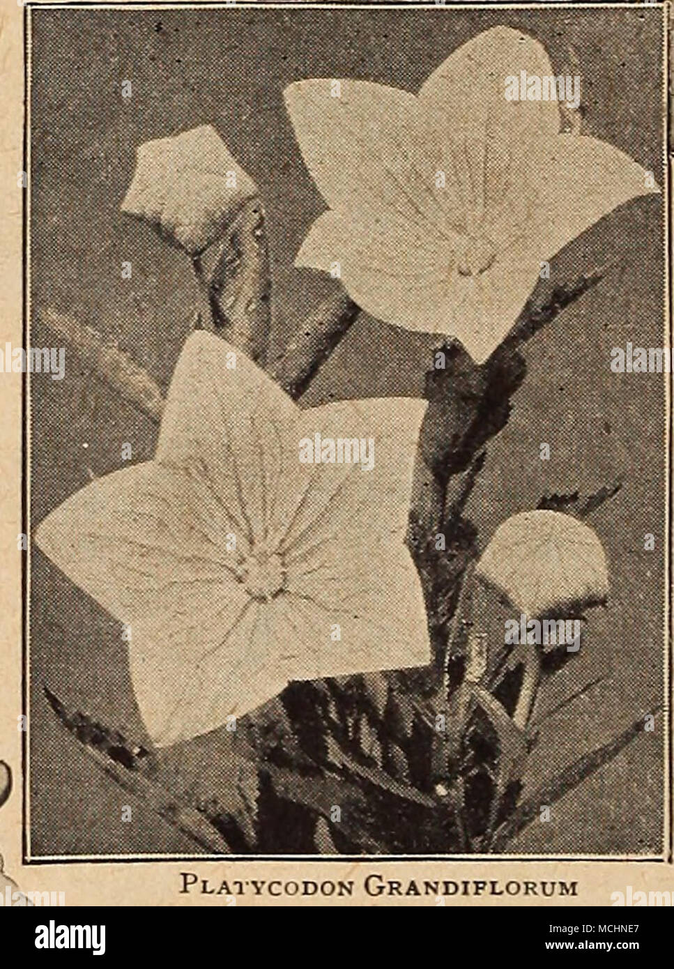 . Oriental Poppy PLATYCODON (Ballon Blume, oder Japanischen Glockenblume) Eine der besten Stauden, pro-risikoverringerung sehr auffällige Blüten während der gesamten Saison. Sie bilden große Büschel und sind sehr gut für die Bepflanzung von dauerhaften Grenzen cr unter Gebüsch; einfach aus Samen, die blühen beginnt im August, wenn die Aussaat im Freien im April angehoben. (Siehe .) PRO PCK. 3663 Grandiflorum. Groß, Stahl blau Blumen. oz., 40 cts 10 3664 - Album. Rein weiße Sorte. oz., 40 cts 10 3662 riariesi. Die großen, offen, glockenförmigen Blüten eines reichen Blau-violette; Pflanze Zwerg und kompakt. oz., 50 cts 10 3661 Japonicus Stockfoto