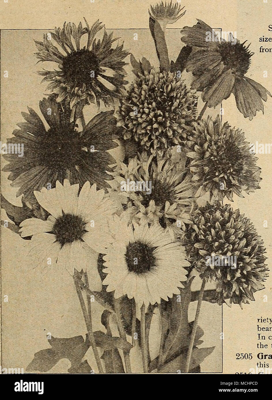 . Gruppe von Einzel und Doppelzimmer Ajnnual Gaillardias 2510