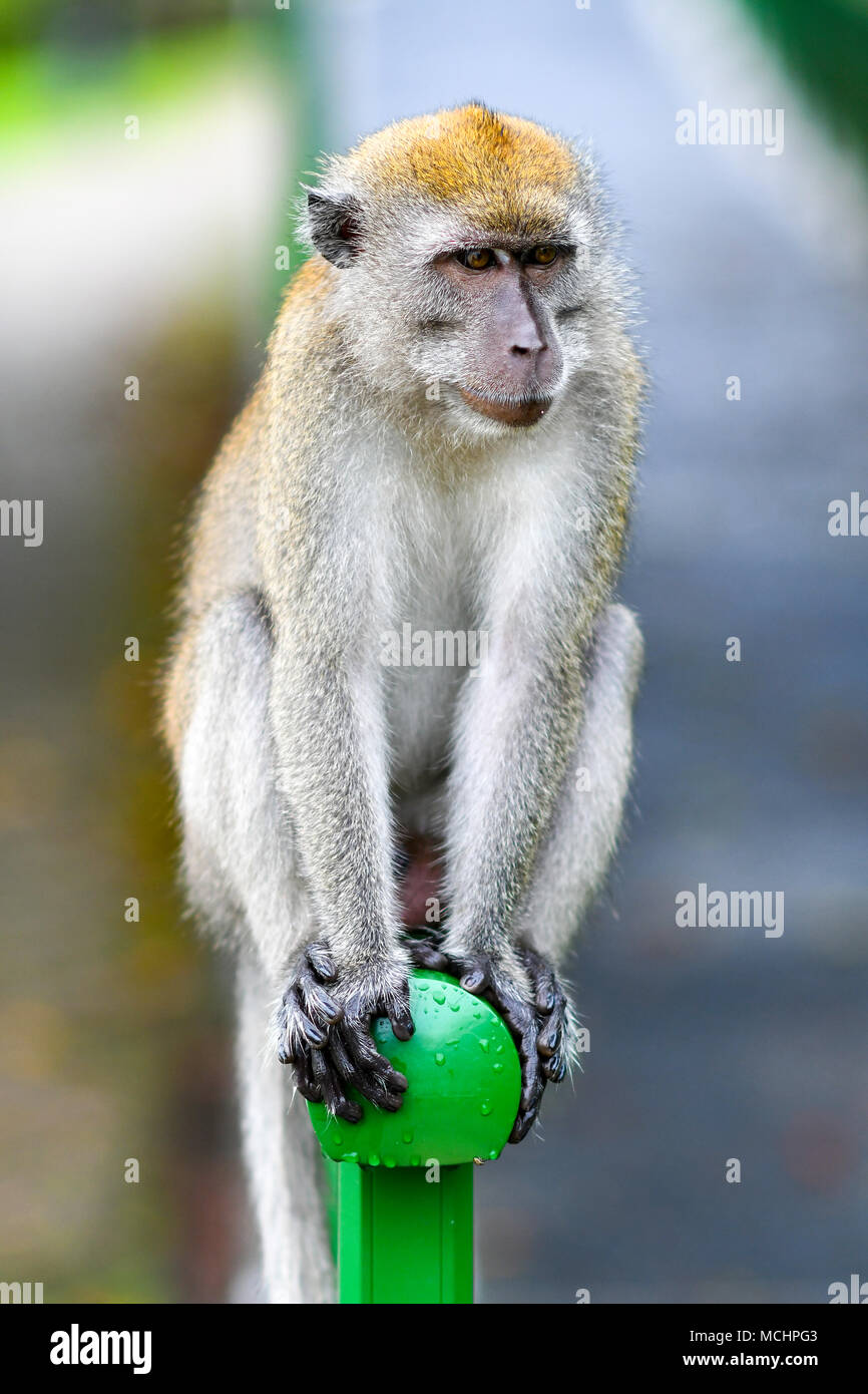 Long-tailed Macaque in der Wildnis Stockfoto