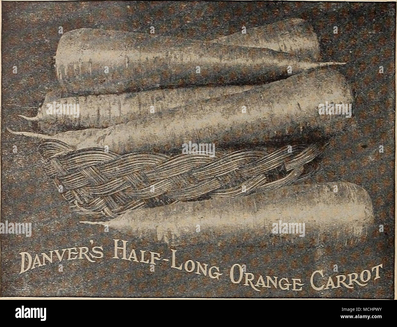 . Half-Long Danver's Orange. (Siehe .) Dieses Zuckerbrot ist stärker als jede andere gewachsen. Es ist eine reiche orange-rote Sorte, glatt und schön. Tops sind mittelgroß und Grob unterteilt, die Wurzeln zu einem stumpfen Punktkegel, Fleisch, süss, frisch und zart. Obwohl die Wurzeln wachsen kürzer Es produziert mehr bulkto der Acre als die größeren Sorten. Pkt., 5 cts.; Oz, 15 cts.; | ^ lb, 45 cts.; lb., $ 1,50. Frühestens kurz Getragen {Französisch forcen). Eine ausgezeichnete Sorte für Forcen unter Glas, und kann auch für frühe und späte Aussaat im Freien verwendet werden. Pkt., 10 cts., 02., 20 cts.; ich Lb, 60 cts.; lb, 2 $ Stockfoto