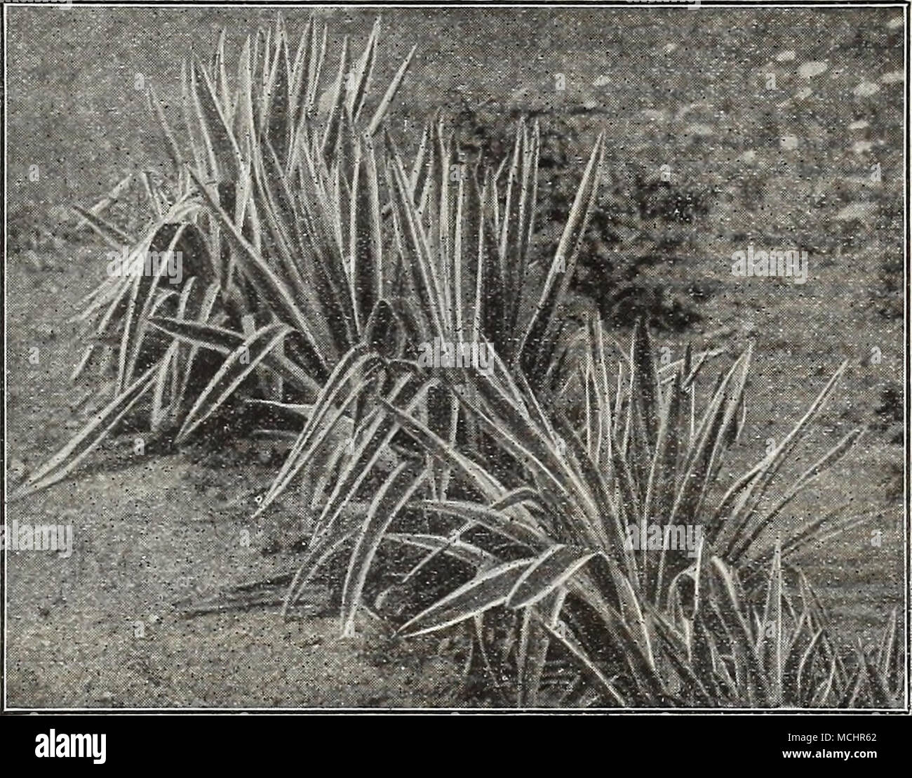 . Yucca Filamentosa Vakiegata $ 10,00 pro 100. DREER DIE SAMMLUNGEN VON Hardy mehrjährige Pflanzen wir Kunden, die nicht mit den verschiedenen Arten der folgenden Kollektionen, die alle in gute, starke Wurzeln, die Einmal gepflanzt wird, mit wenig Sorgfalt, den Garten gay mit Blumen aus der Zeit frost verlässt den Boden bis in den späten Herbst halten kennen. 12 unterschiedliche Arten, unsere Auswahl $ 2 00 25 " "" " 4 00 50 " " und Sorten, unsere Auswahl 7 00 100"""""" 12 00 spezielle KATALOG DER DREER die ALTMODISCHE winterharte Pflanzen mit Plänen o Stockfoto