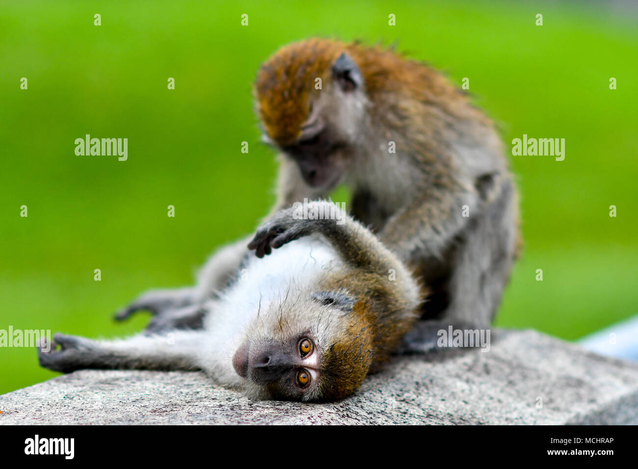 Long-tailed Macaque in der Wildnis Stockfoto