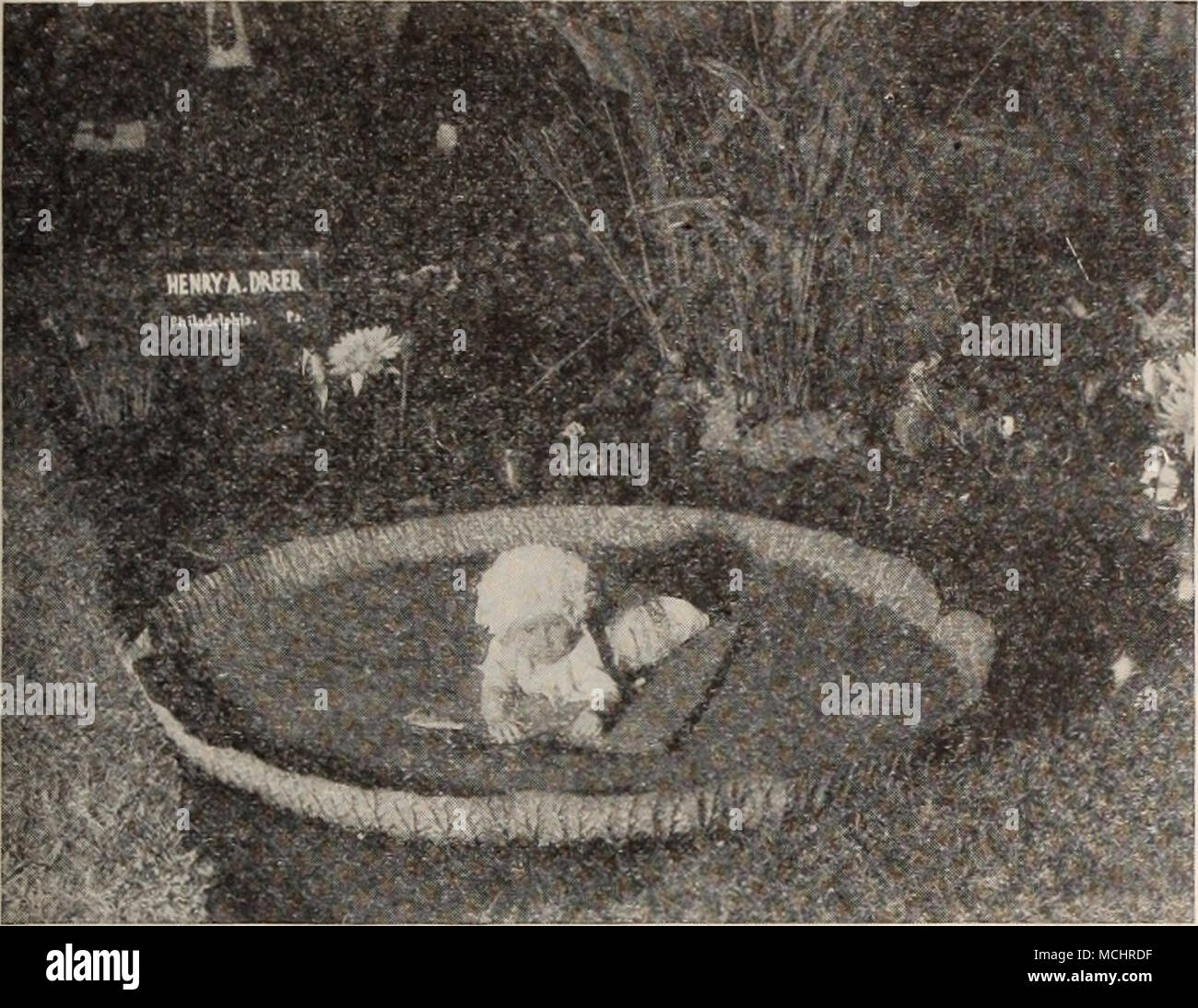 . Victoria Blatt in der Ecke eines der vier Pools mit Seerosen, für die