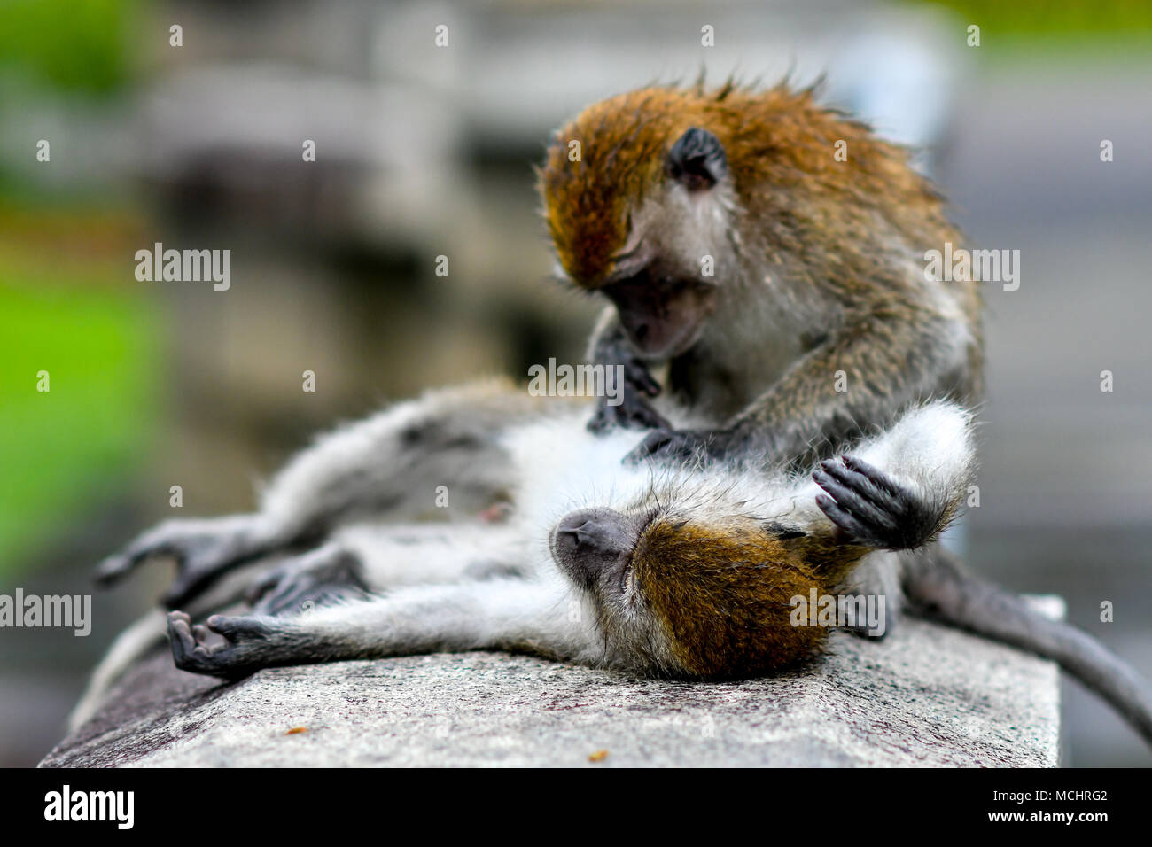 Long-tailed Macaque in der Wildnis Stockfoto