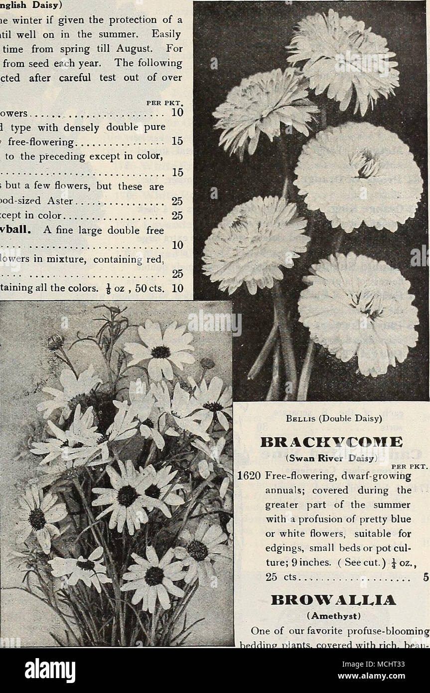 . BnACHYCOMH (Swan River Daisy) PRO PCK. 1620, reichblühend, Zwerg - wachsende Jahrbücher, während der größere Teil der Sommer mit einer Fülle von schönen blauen oder weißen Blüten, geeignet für Bordüren, kleine Betten oder Topf Kommunikationskultur; 9 Zoll. (Seecut.) Joz., 25 cts BROWALLIA (Amethyst) Einer unserer bevorzugten profuse - Blühende" * Beetpflanzen, mit reicher, Beau-tiful winged Blumen während der Sommer- und Herbstmonate Bryonopsis bedeckt, die ein Schatten der intensiven Blau sehr ungewöhnlich; wächst frei in jeder guten Erde; Blüten fein im Winter, wenn die Pflanzen im Herbst aufgehoben und zurück geschnitten. 16. Stockfoto