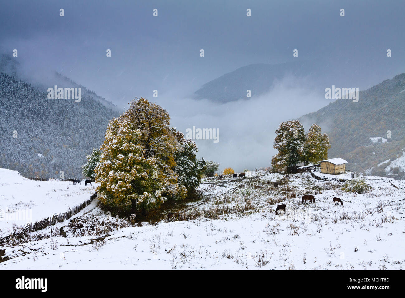 Winter im Großen Kaukasus. Verschneite Landschaft mit Vieh. Stockfoto
