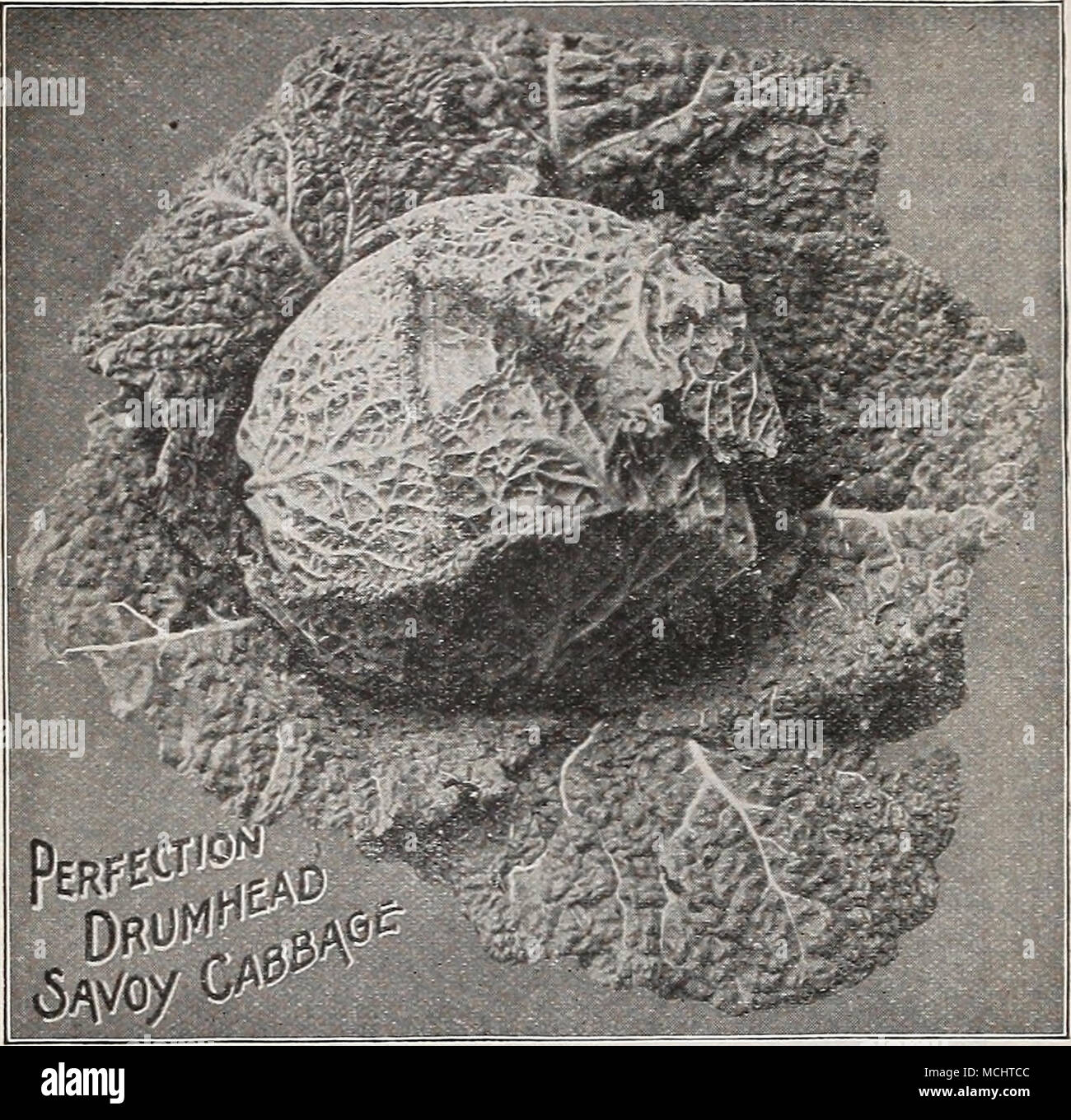 . Dänische Kugelkopf (hollander). Dieses extra hart - Rubrik Vielzahl von Kohl hat seinen Ursprung in Dänemark. Es ist ein Medium oder eine späte Sorte, aber vor allem als ein Winter Kohl verwendet. Mittelgroß, runden Kopf und einem feinen Keeper. Pkt., 10 cts.; Oz, 60 cts.; lb., $ 2,00. Große spät Trommelfell. Ein bevorzugter Winter Vielfalt. Köpfe sind solide und gute Textur, und haben nur sehr wenige lose Blätter, so dass der Anpflanzung closelv im Feld. Pkt., 5 cts.; Oz, 40 cts.; £ lb., $ 1,25 - WIRSING Perfektion Trommelfell Savoy. (Siehe .) von höchster Qualität; die größten Feste - Rubrik Savoyen, und besitzt den reichen Geschmack der Stockfoto