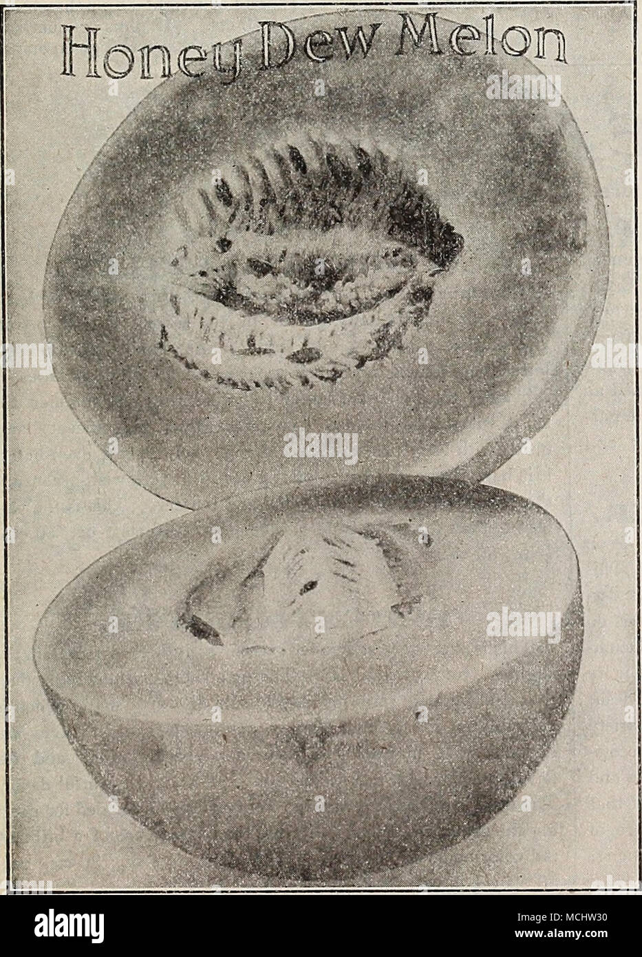 . Geld BEW MELONE. Diese neue Melone hat eine Sensation unter beschäftigen - ers in Lust auf Obst und Gemüse verursacht, und die Nachfrage während der vergangenen Saison extrem schwer gewesen, Melonen bereitwillig den Verkauf zu einem Preis von 50 bis 75 Cent. Es ist im Gegensatz zu den gewöhnlichen muskmelon oder Melone sowohl in Aussehen und Geschmack, die äußere Haut glatt und hart, fast weiß, drehen Sie eine Zitrone tint wenn völlig reif. Die Melonen sind groß, mit einem Gewicht von acht bis zehn Pfund, runde bis ovale, extrem dicken Meated und einem sehr kleinen Samen Hohlraum haben; Fruchtfleisch hell grün, sehr solide Stockfoto