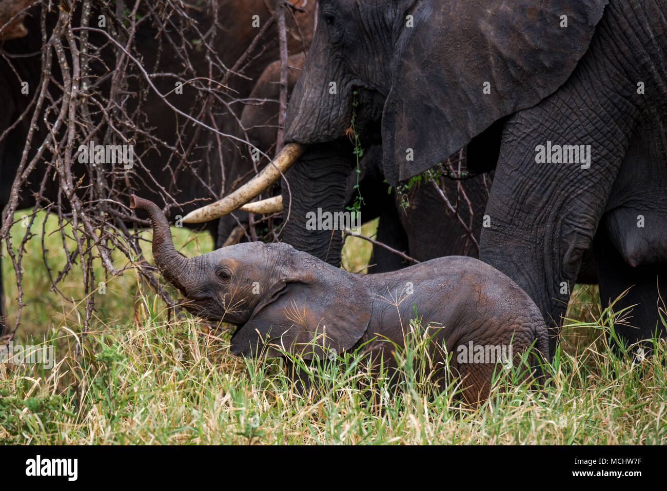 Afrikanischer Elefant (LOXODONTA AFRICANA) Kalb auf der Weide auf Branchen mit Mutter, Tarangire Nationalpark, Tansania Stockfoto