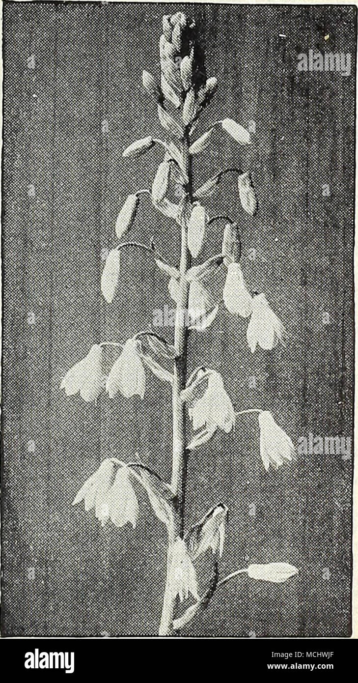 . Hyacinthus Candicans Dreer in großartigen Gloxinias HELICONIA. Aurea Striata. Gewächshaus Pflanze mit grossen, Ornamen-Tal, längliche Blätter von Tief glänzend Grün, gekennzeichnet durch geschwungene parallele Linien yel-niedrig; nützliche Gegenstand der Ausstellung. $ 1,00. SINENSIS HIBISKUS". (Chinese Hibiscus.) Gut - Evergreen 10-der Sträucher, die entweder in einen Topf oder eine Wanne gewachsen, oder gepflanzt, die in der Summe-mer bekannt. Sie blühen frei den ganzen Sommer, und selbst im Winter, wenn in einem hibiskus Sinensis Ugh * gehalten, sonnige Lage im Haus. In der Regel wird sie blühen mehr frei, wenn giown in einem Topf o Stockfoto