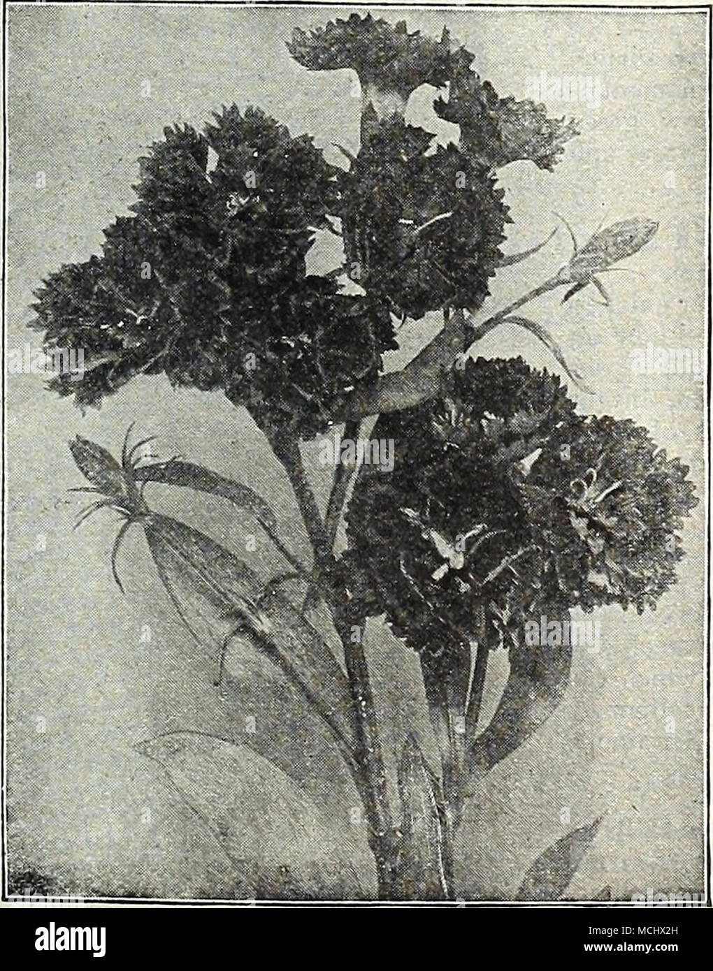 Dianthus Latipolius Atrococcineus Fl Pl Diese Sorten Sind Gut