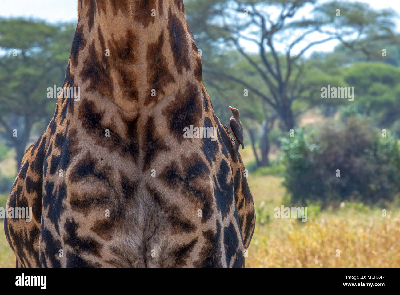 Nahaufnahme der MASAI GIRAFFE (GIRAFFA CAMELOPARDALIS) TIPPELSKIRCHII MUSTER, Tarangire Nationalpark, Tansania Stockfoto
