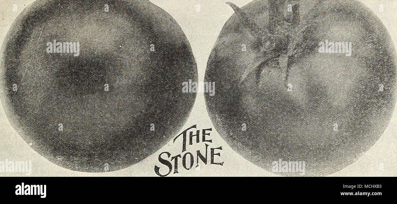 . Kultur. âFor erste frühe Tomaten wählen Sie Sorten der frühesten Arten, und die Pflanzen unter Glas Start im Februar, wenn Pflanzen sind 2 Zoll hoch, Transplant in Wohnungen, Daumen Töpfe oder Anlage Boxen, und später auf Transplantation wieder mehr Raum zu geben. Menge nie die Pflanzen, aber halten Sie sie kurz und stämmig. Pflanzen, die bereits in der Blüte oder mit Obst, wenn in Holz- anlage Boxen oder in Töpfen, können in offenen Boden, ohne ihre Wurzeln verpflanzt werden, Blüte und Frucht, ohne Prüfung fortfahren. Diese Art 4 Meter auseinander pro Weg in den warmen, weichen Boden des fairen Fruchtbarkeit, sobald da Stockfoto