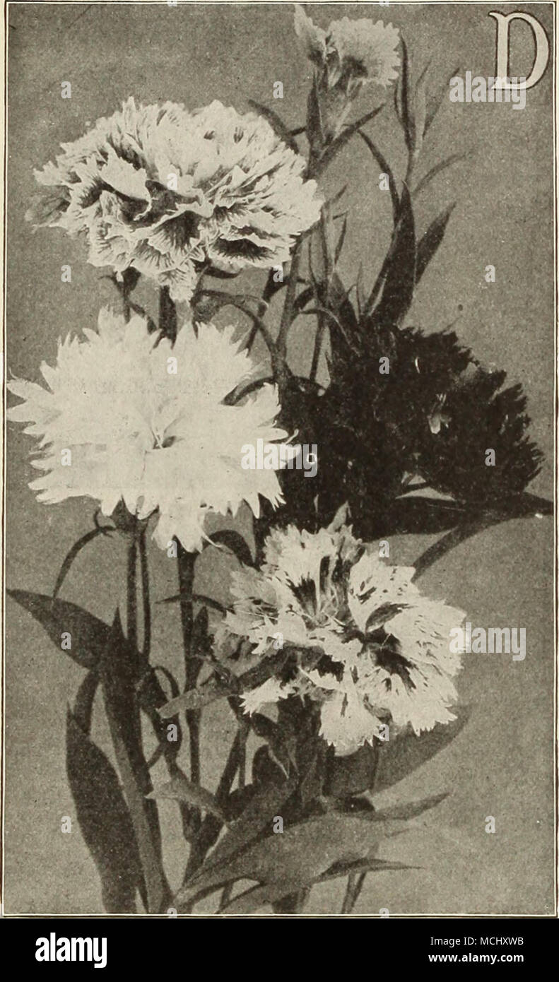 . Gruppe der doppelten jährlichen Rosa. Pro PCK. 2287 Mlrabilis Fl. PI. (Doppelte wunderbare Rosa.) Große, wunderbar gesäumten doppelte Blüten auf langen, steife Stiele, die Farben reicht von reinem Weiß über alle Schattierungen von rosa bis dunkel Crimson. 2 pkts., 25 cts. 15 2288 Luzifer. Eine neue Doppel - blühende Form der hellen roten Geranien single Rosa Vesuv, auf der nächsten Seite angeboten. Die schön gesäumt mit Blumen ca. 2 cm lang, und aufgrund seiner intensiven, schillernde Farbe, ist sicher, ein großer Liebling zu werden. 2 pkts., 25 cts. . 15 lANTHUS oder Nelken eine herrliche Gattung, uuibrating Einige ol Die po Stockfoto