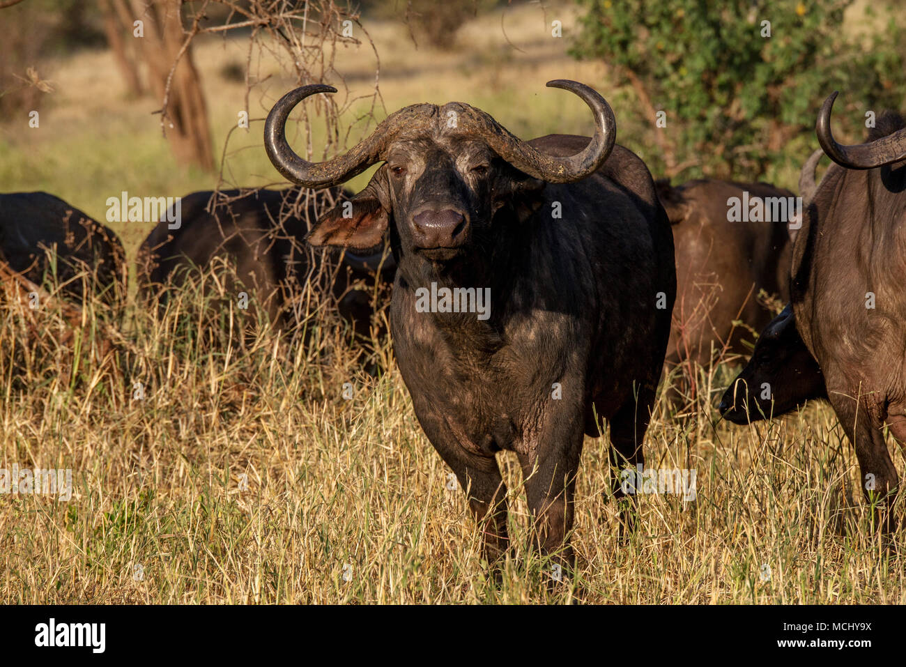 Afrikanischer BÜFFEL (SYNCERUS CAFFER) gehen über Savanne, Tarangire Nationalpark, Tansania Stockfoto