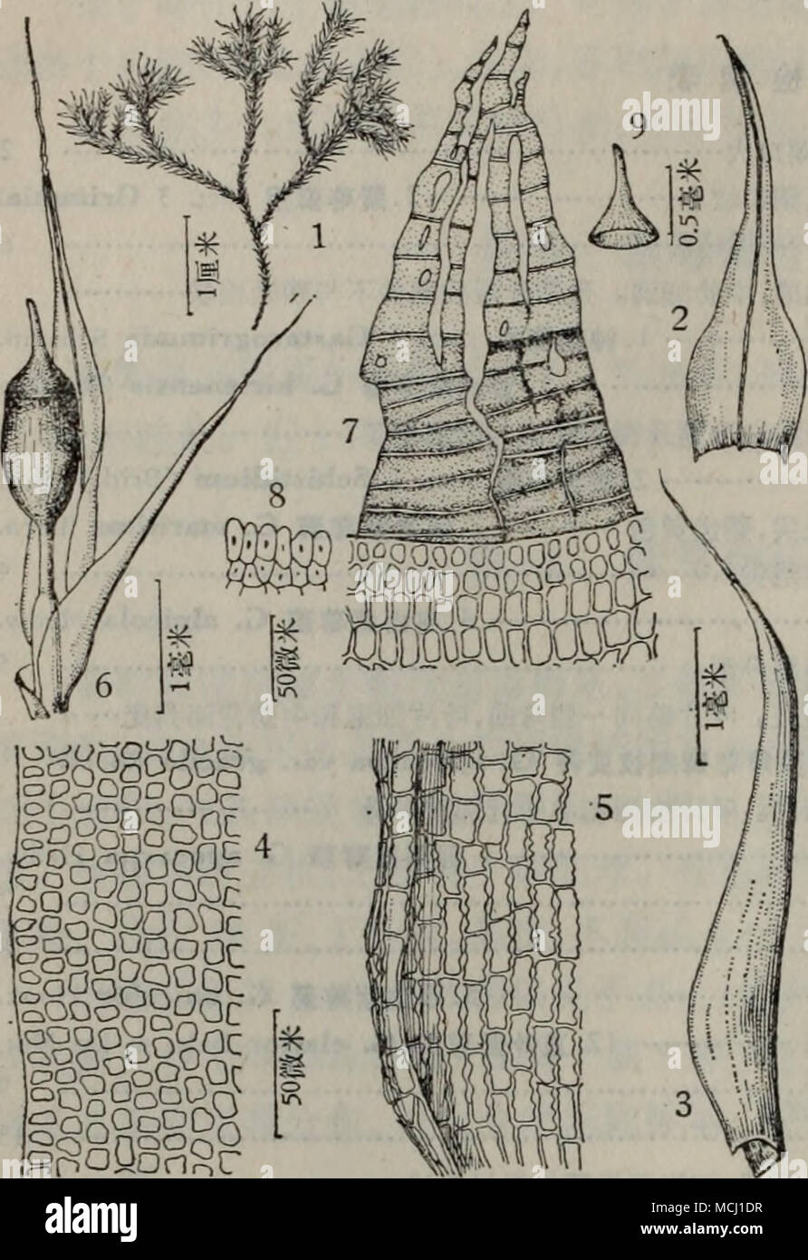 Schistidium maritimum Fotos und Bildmaterial in hoher Auflösung Alamy