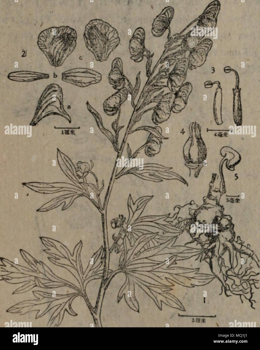 . M82j?:^ Aconitum Kusnezofii Rchb. L. ttç © çèä ftåWè çå¡±'é ¨ sie 2. è±è¢" Ï¼ï¼a) fiSÂ" Ï¼ï¼b) iiiè¾ ©, (c; 1 éèï¼ lljffi: 3. 4. Bt^: 5. èèã 72 Stockfoto