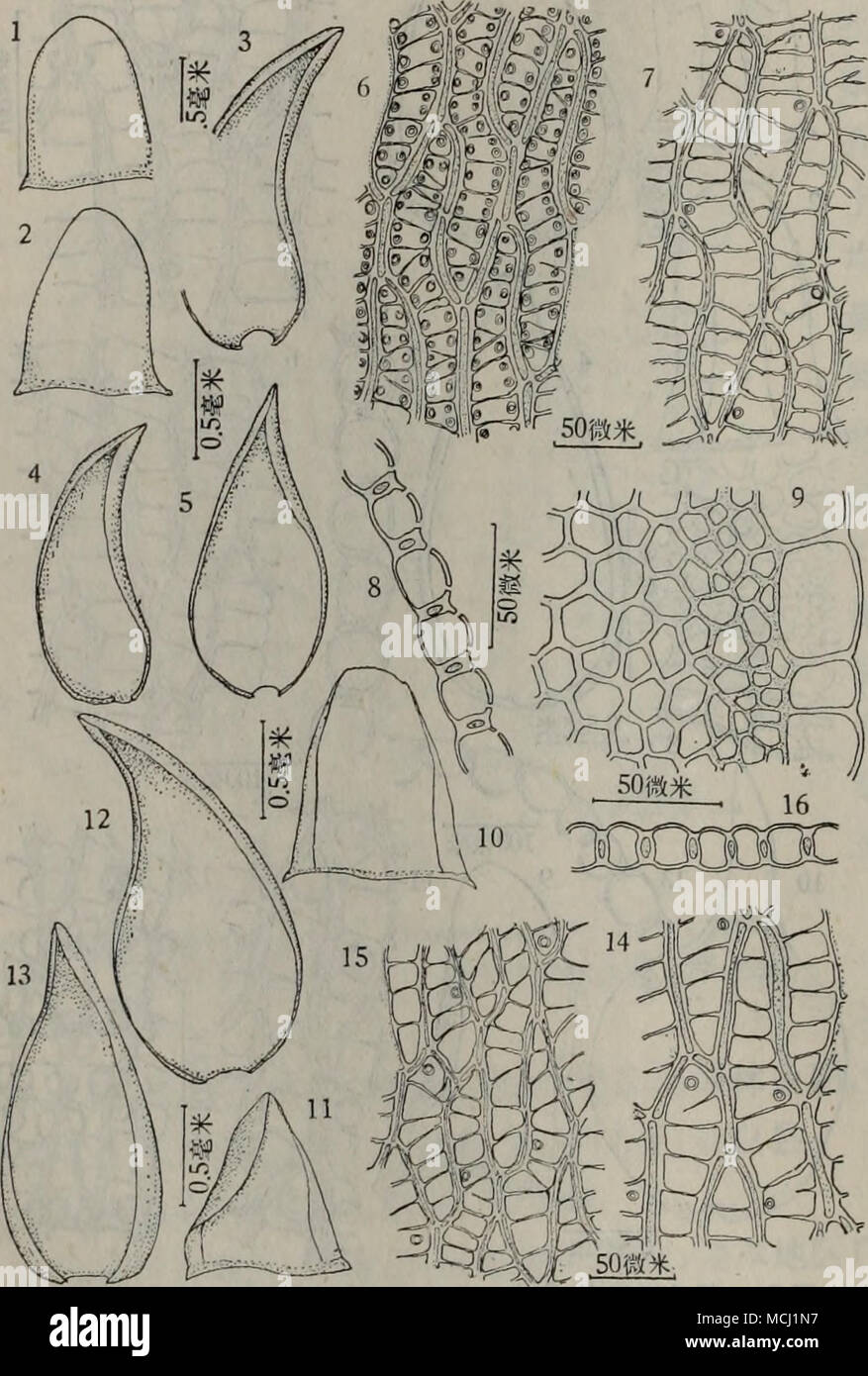 . Gibt es 27 åå¶ ae³ ç ¥ - èSphagnum subsecundum Nees, 1. 9. 1.2.^ å¶ ï¼3.4. 5. aeå¶ Sie 6. aeå¶ ä' é¢¨èé è § Sie 7. aeå¶ ä'-¹é¢é¨È È § Sie 8. ae å ¶ae ¨ ªåé¢ çä 'é ¨ ¨ ¨ ¨ 9. åï¼ èae çä ªåé¢'é ¨ Åãae³å°ae³ ç ¥ - èSphagnum inundatum Russ., 10 - 16, 10.11.èå¶ Sie 12.13. aeå¶ Sie 14. aeå¶ ä' é¢¨èé è § Sie 15. aeå¶ ä'-¹é¢é¨È È § Sie 16. aeå ªåé¢¶ ae ¨ ¨ åã çä 'é Stockfoto
