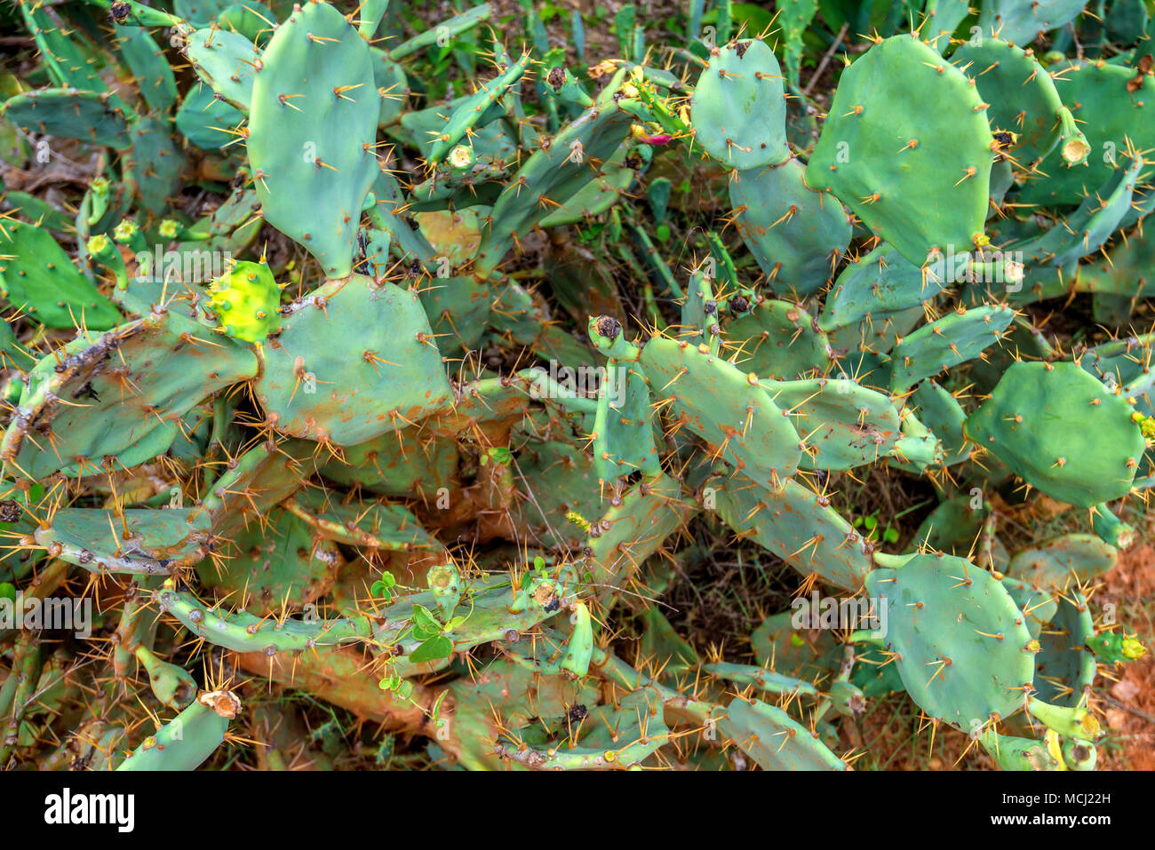 Cactus von Opuntia Gattung Stockfoto