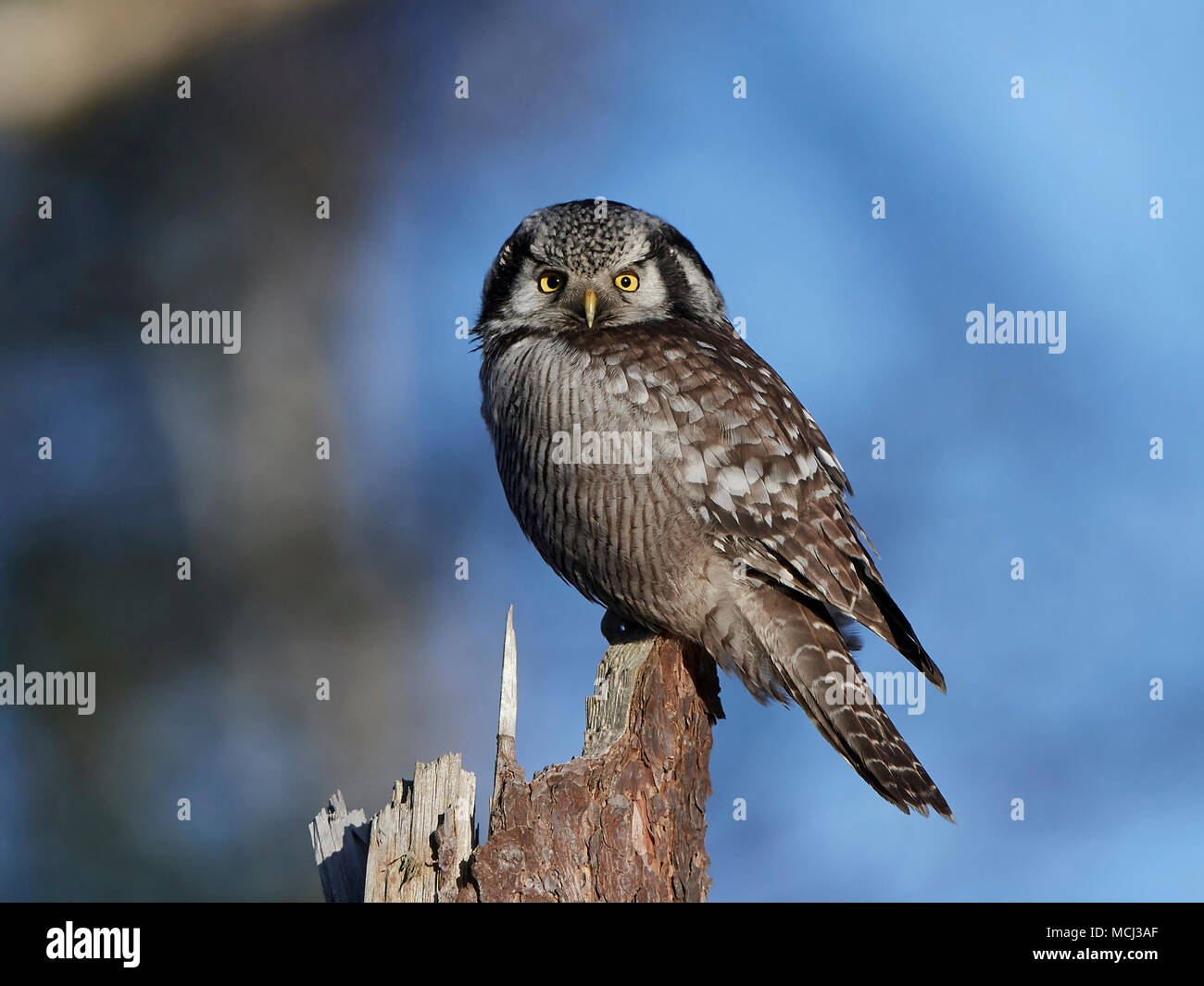 Northern hawk Owl in seiner natürlichen habutat Stockfoto