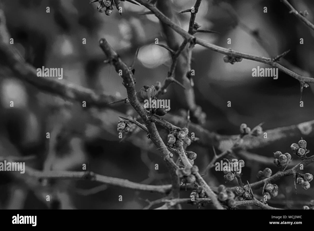 Schöne kleine rote Blume im Blumengarten auf dem Berg im Winter, Italien. Die schönen, berühmten Platz im Winter das Meer zu besuchen Stockfoto