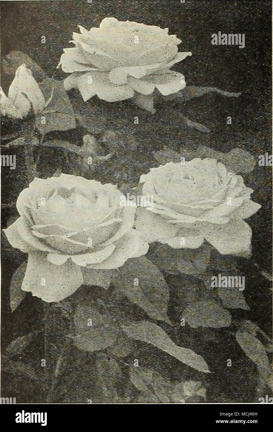 Rosa little rambler rose -Fotos und -Bildmaterial in hoher Auflösung – Alamy