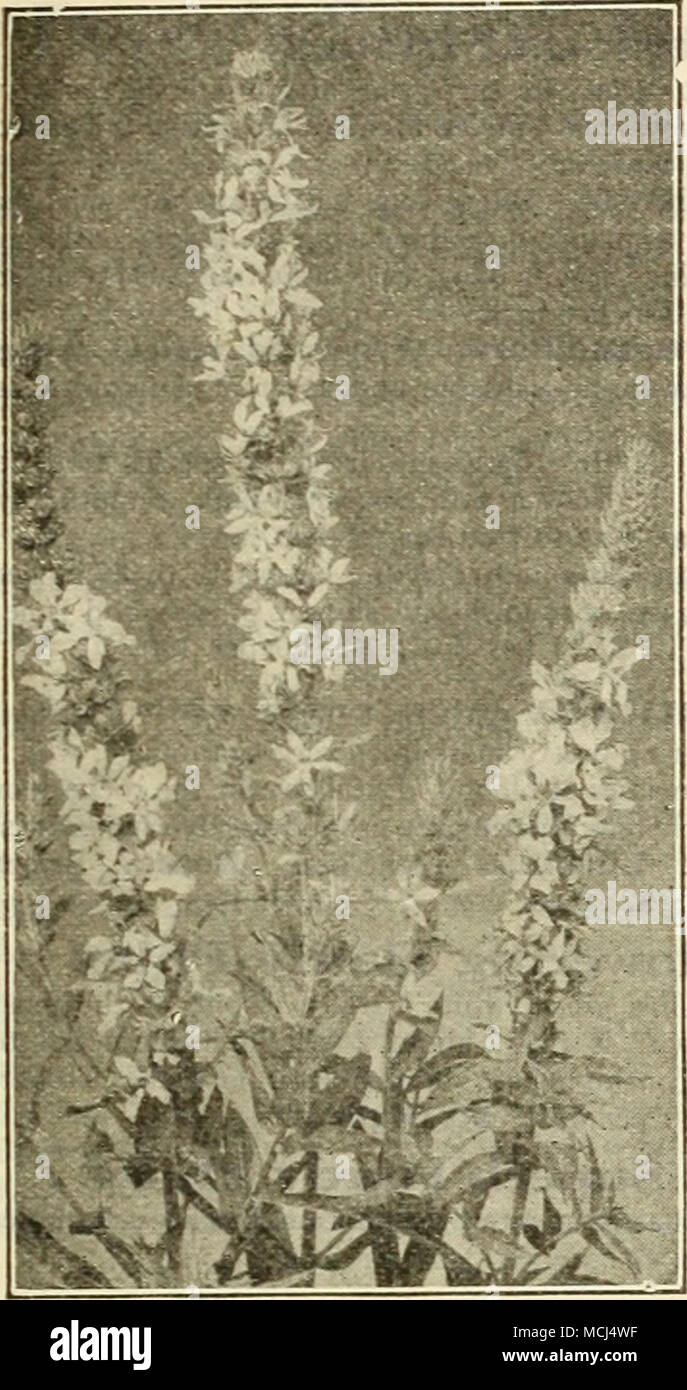 . LVTURU. M ROSEUM 'lilac Linum (Fiax) Perenne. Eine wünschenswerte Anlage zur Grenze oder Steingarten, wachsende IJ Fuß hoch, mit hellen, anmutigen Laub und großen, blauen Blüten den ganzen Sommer. Perenne Alba. Eine weiße Sorte der oben genannten. 25 cts. Jedes; $ 2,50 pro dtz.; $ 15.00 pro 100. Lobelia Cardinalis {Kardinal Blume). Schöne Rabattenpflanze. Reich , Kardinal Blumen; starke Pflanzen, oft 10 bis 18, 24 bis 30 cm lang. Thri-ing in jedem normalen Gartenboden, aber Bevorzugt einen feuchten, tiefen Lehm, wo Sie nicht unter Trockenheit leiden. Nur wenige Pflanzen sind mehr an ihre Jahreszeit von Bloom wirksam Stockfoto