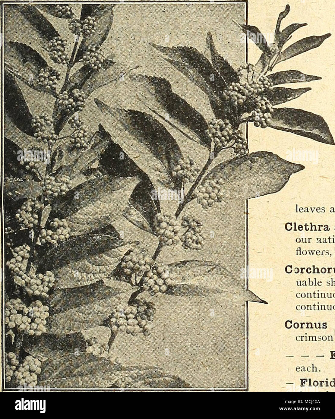 . Callicarpa Purpurea - Spinosa (Hercules Club, Angelica Baum oder Devil's Walkingslick). Eine einzigartige native baumartige Strauch, von 10 bis 15 Fuß hoch, mit sehr stachelige Stängeln, gefiederten Blättern und Rispen von weißen Blüten im August, von schwarzen Früchten, die es attraktiv bis spät im Herbst, eine ungerade Tropical - aussehende Pflanze machen. Starke Pflanzen, $ 1,00. Berberis Thunbergi {Japanische Berberitze). Eine schöne Abwechslung mit kleinen Laub, vorausgesetzt, dass sich die unterschiedlichsten Tönungen der Färbung im Herbst und attraktive scharlachrote Beeren wliich bleiben auf der Anlage der größere Teil der Winter Stockfoto