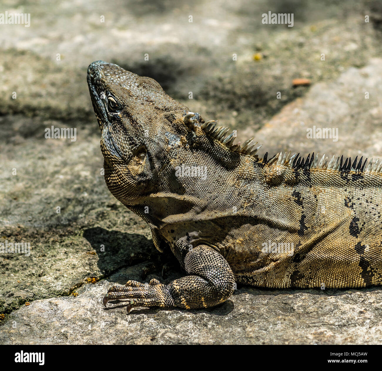 Tropische Leguane bei Maya Ruinen in Mexiko Stockfoto