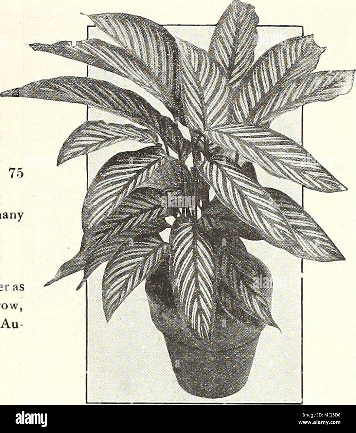 . Maranta PLUMBAGO Coccinea Supcrba. Wächst ungefähr 18 Zoll hoch, und produziert lange Spitzen der auffälligen samtig karminrote Blüten. Eine feine Topfpflanze für das Fenster Garten. 25 cts. Jedes. SANSEVIERIA Zeylanica Laurenti. Diese Vielfalt, neben der Vari-egation in der gewöhnlichen Art gezeigt, hfs ein Band der Cremegelben variiert von J^-J Zoll oder mehr in der Breite auf jeder Kante der Blätter, die sich stark auf seine dekorative Wirkung hinzu. Einen begrenzten Vorrat guter Junge Pflanzen, in 4-Zoll Töpfe, $ 1,00. Größere Anlagen in 5-Zoll-Töpfe, $ 1,50; 6-Zoll Töpfe, $ 2,50. Stockfoto