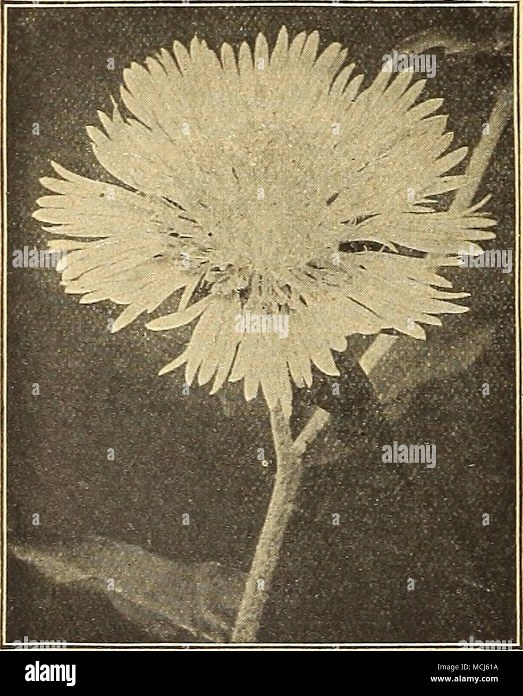 . Die Cornflo STOKESIA (Wtr oder Stckes' Aster). Cyanea. Eine schöne native robuste Pflanze. Wächst von 18 bis 24 cm hoch, frei Lager von Anfang Juli bis Octo-ber, stattlich Lavendel - blaue Kornblume - wie Blüten, die Messen von 4 bis 5 Zoll. Es ist "der einfachsten Kommunikationskultur, und es ist nicht nur wünschenswert, da eine einzelne Pflanze in der Hardy Grenze, aber es kann auch mit feinen Effekt in Massen oder Betten jeder Größe verwendet werden. Cyanea Alba. Weiß blühenden Form von oben. 15 cts. Jedes; § 1,50 pro dtz.; § 10,00 Pro 100. Stokesia (kornblume Aster) SÜSSE WIEEIAM (Dianthus Barbatus). (London Stockfoto