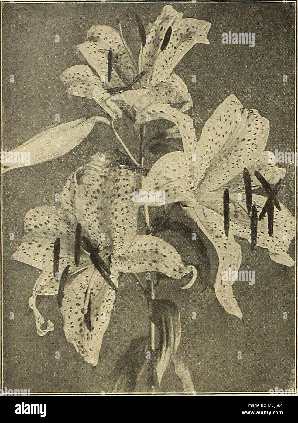 . Lilium auratum (Golden-Gebändert japanische Lily) Batemannias. Helle Aprikose getönten Blüten; 3 Füße; Juli. 20 cts. Jedes; $ 2,00 pro dtz.; $ 15.00 pro 100. Brownii. Große, trompetenförmigen Blüten, Intern Extern rein Weiß, Lila; 4 Füße; Juli und August. 50 cts. Jedes; $ 5,00 pro Doz. Canadense. Ziemlich nicken glockenförmigen Blüten, Hellgelb, gefleckt Schwarz; 2 bis 3 Fuß; Juni und Juli; 12 cts. Jedes; 1,25 $ pro dtz.; $ 8,00 pro 100. Candidum {Verkündigung, oder Madonna Lily). Dies ist einer der beliebtesten Garten Lilien. Die Blumen sind reine schneeweiße und sehr wohlriechend, getragen auf langen s Stockfoto