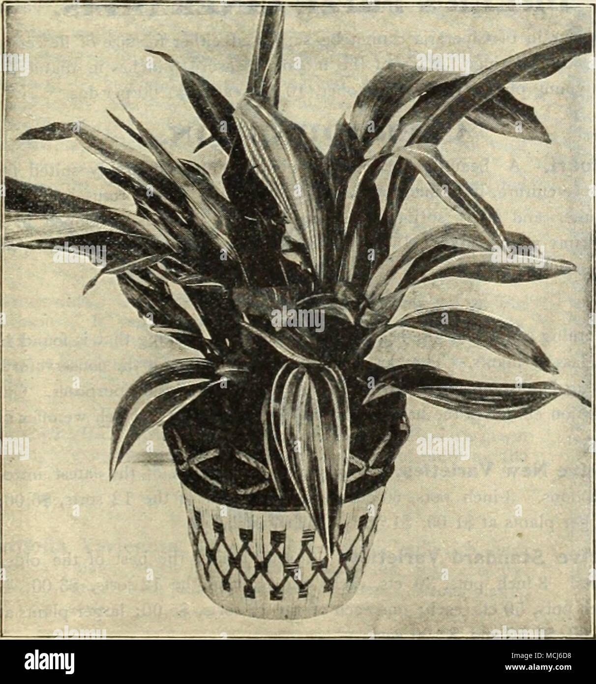 Aspidistra Lurida Variegata. Abaucaria (Norfolk Island Kiefer). AtJCUBA  JAPONIC A. eine Hlfte - winterharte immergrne Strauch mit Lorbeer - wie  Laub dunkelgrn, frei beschmutzt mit leuchtend gelben. A II' Ost ntzliche
